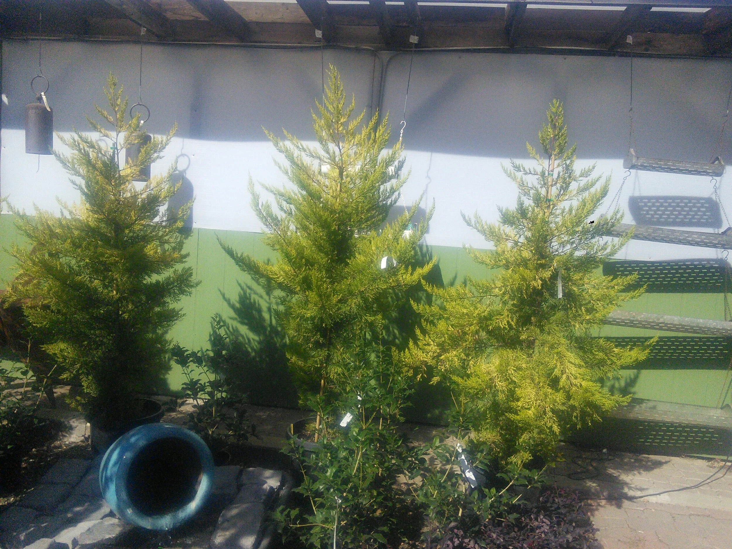 Cupressus ‘Golden Pillar’