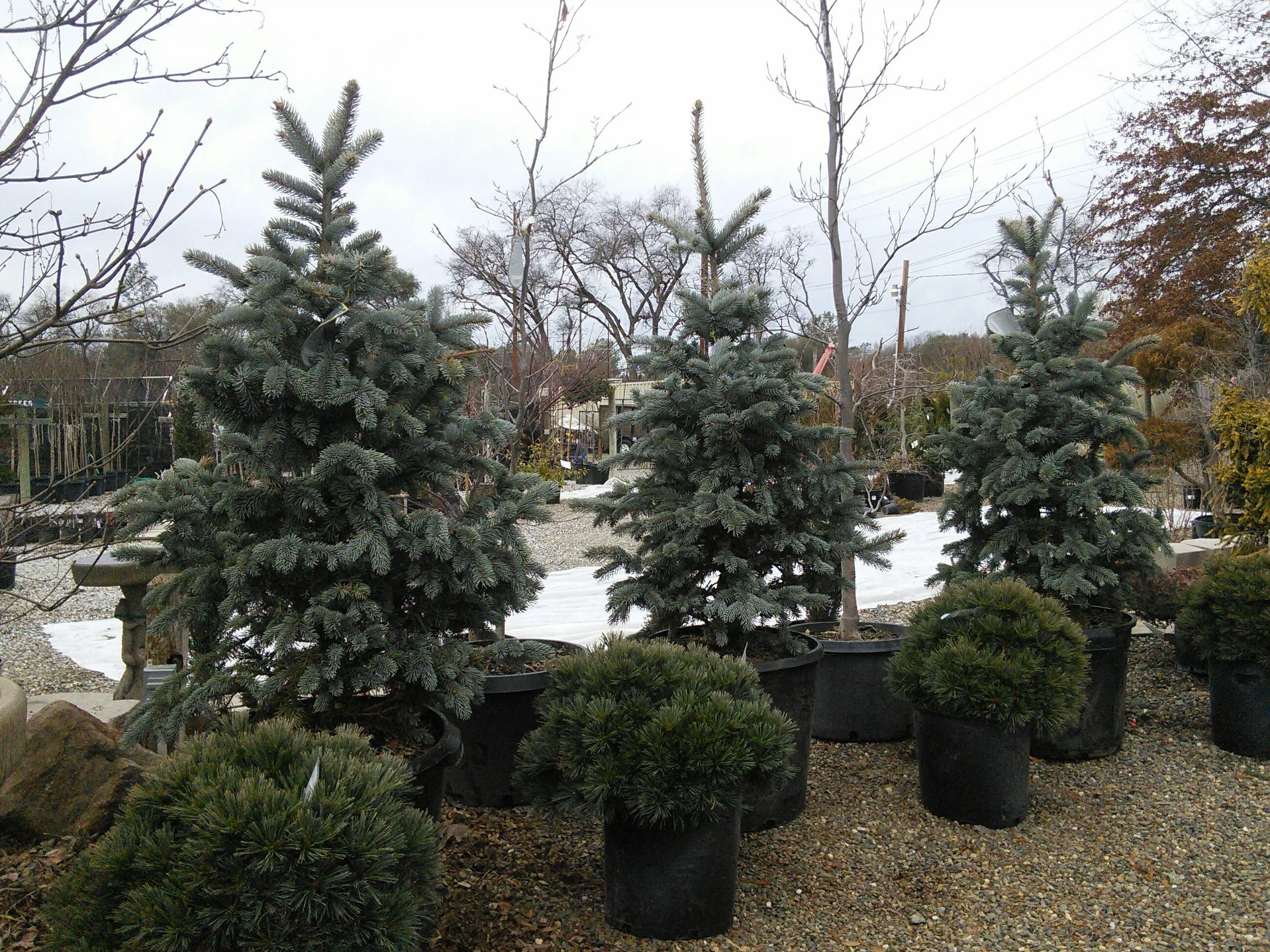 Pinus strobus ‘Horsford Dwarf’, Picea pungens ‘Hoopsii’, and Fagus sylvatica ‘Roseomarginata’