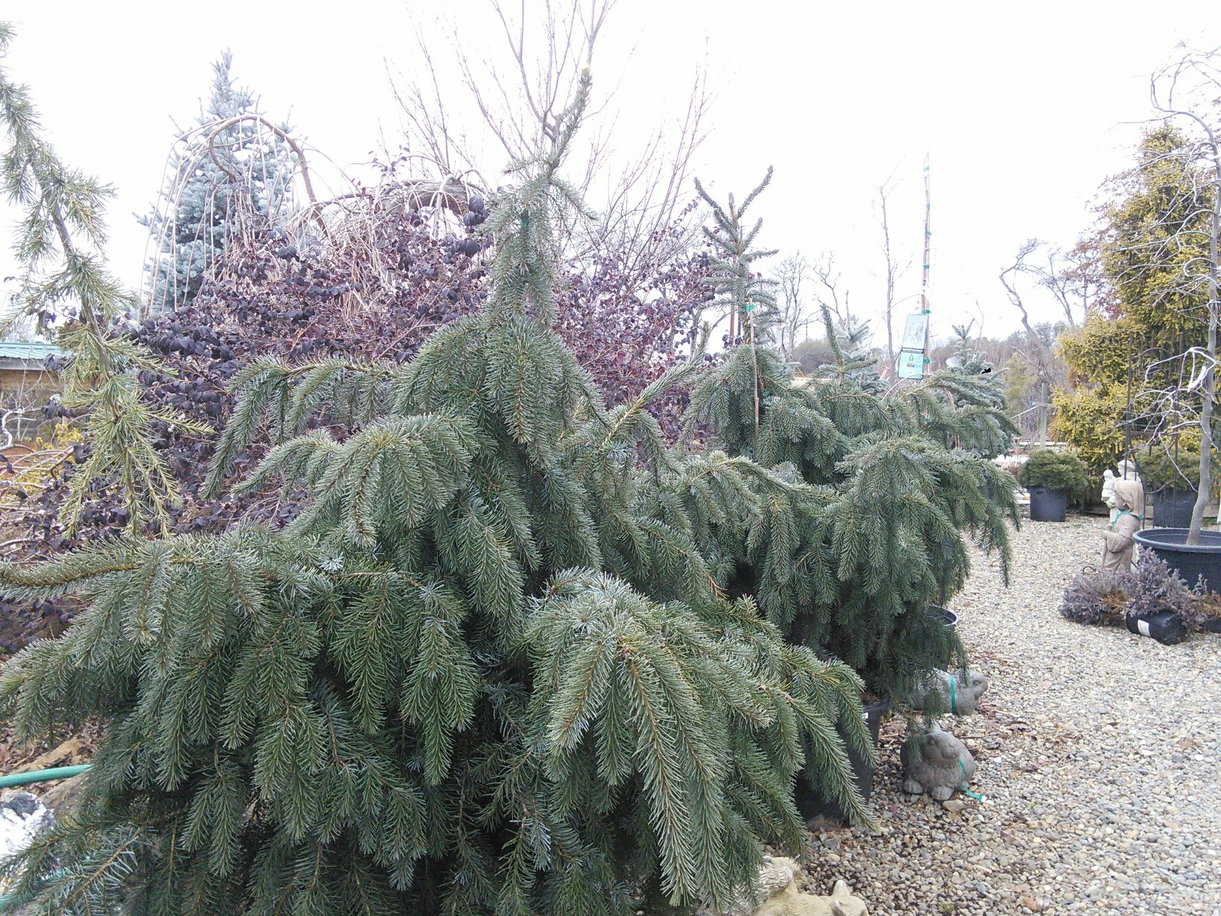 Picea omorika ‘Berliner’s Weeper’
