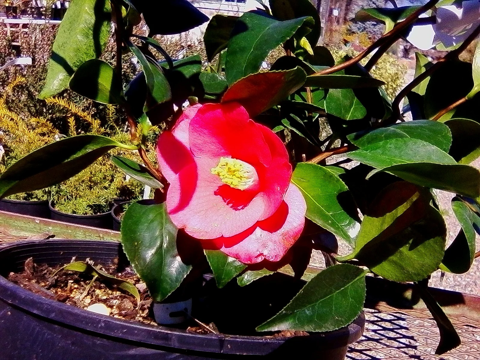 Camellia japonica ‘Unryu’