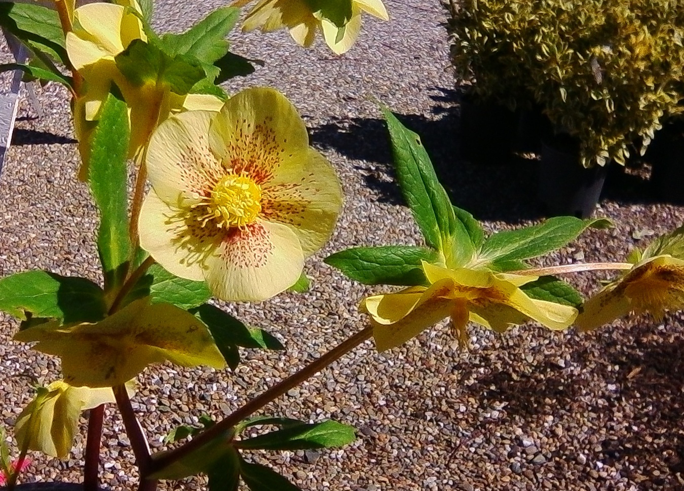Helleborus x Golden Sunrise’