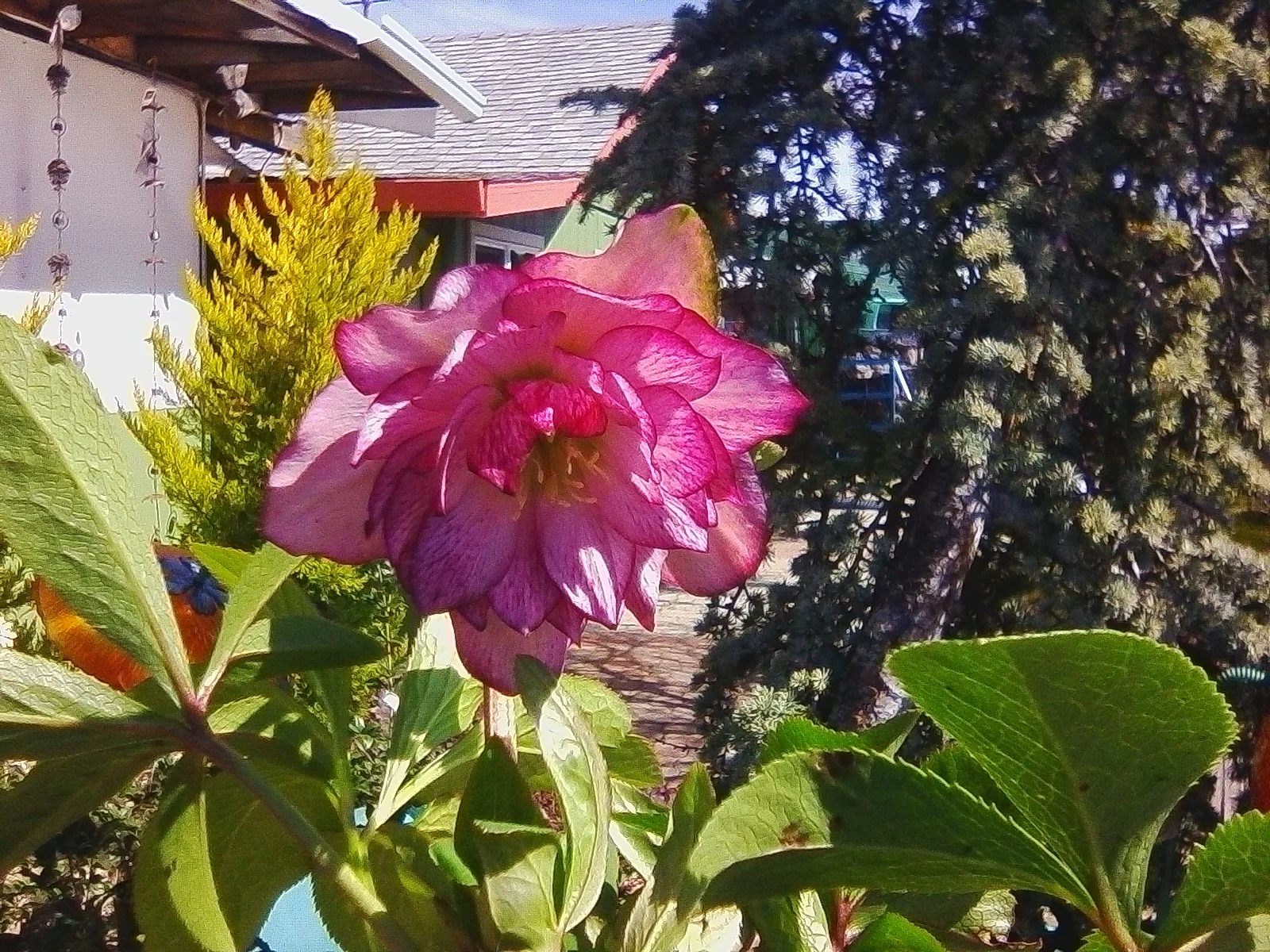 Helleborus ‘Peppermint Ice’