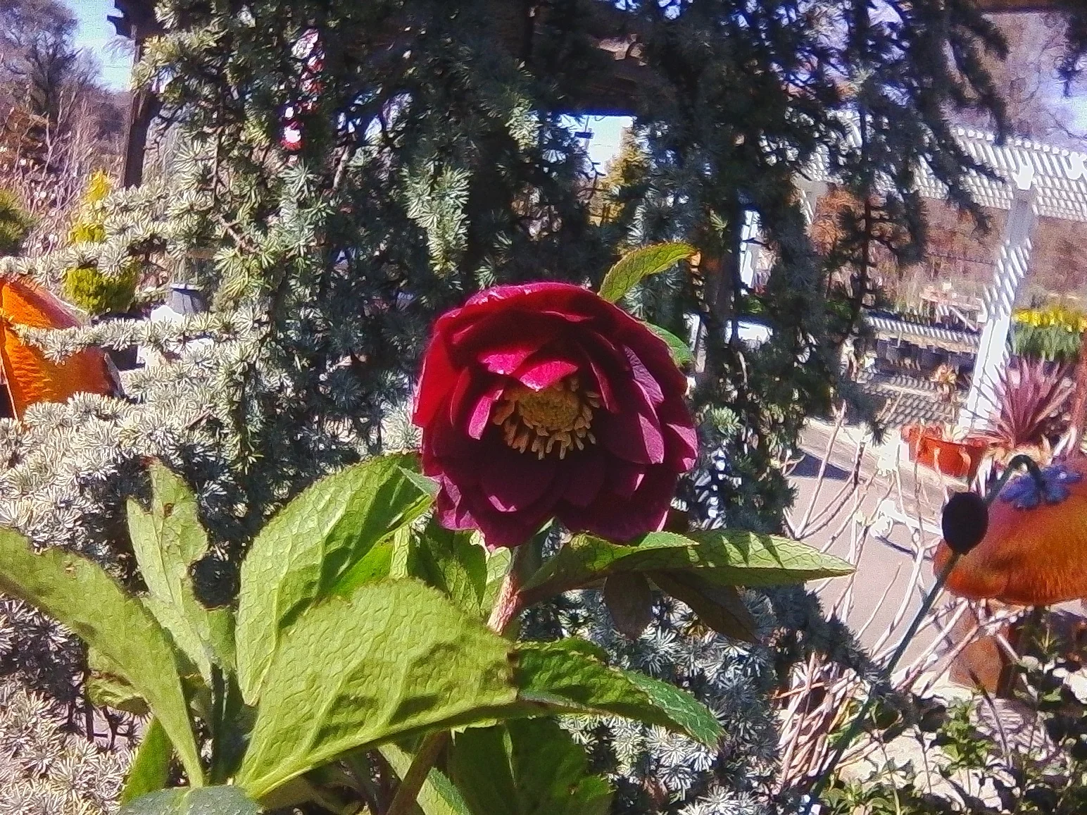 Helleborus ‘Red Saphire’
