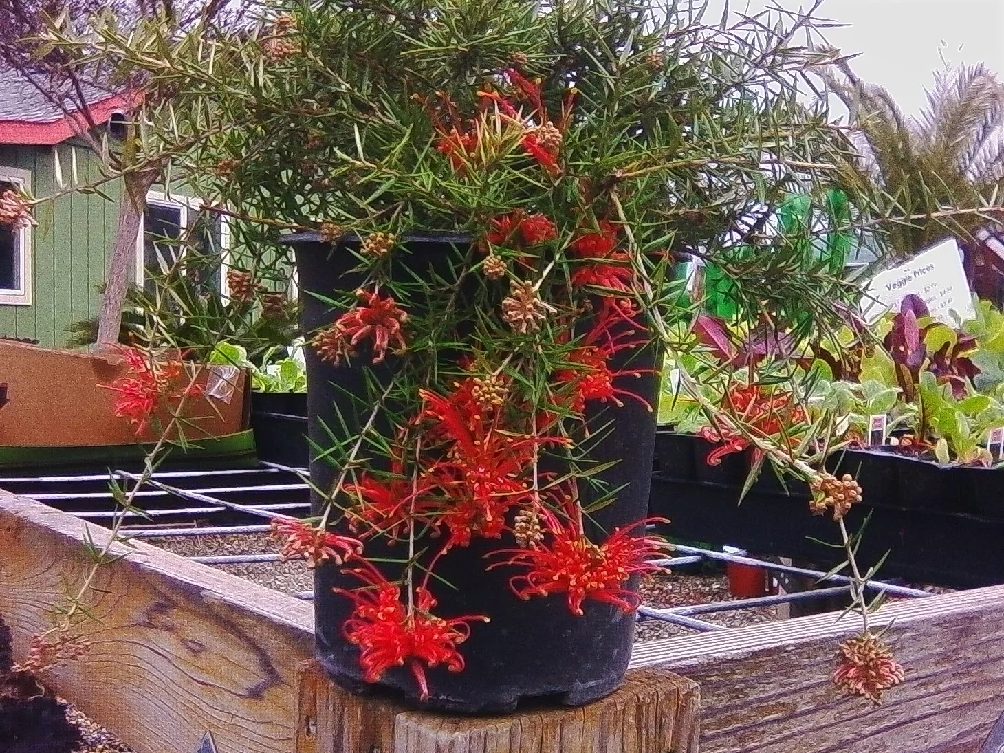 Grevillea ‘Lava Cascade’