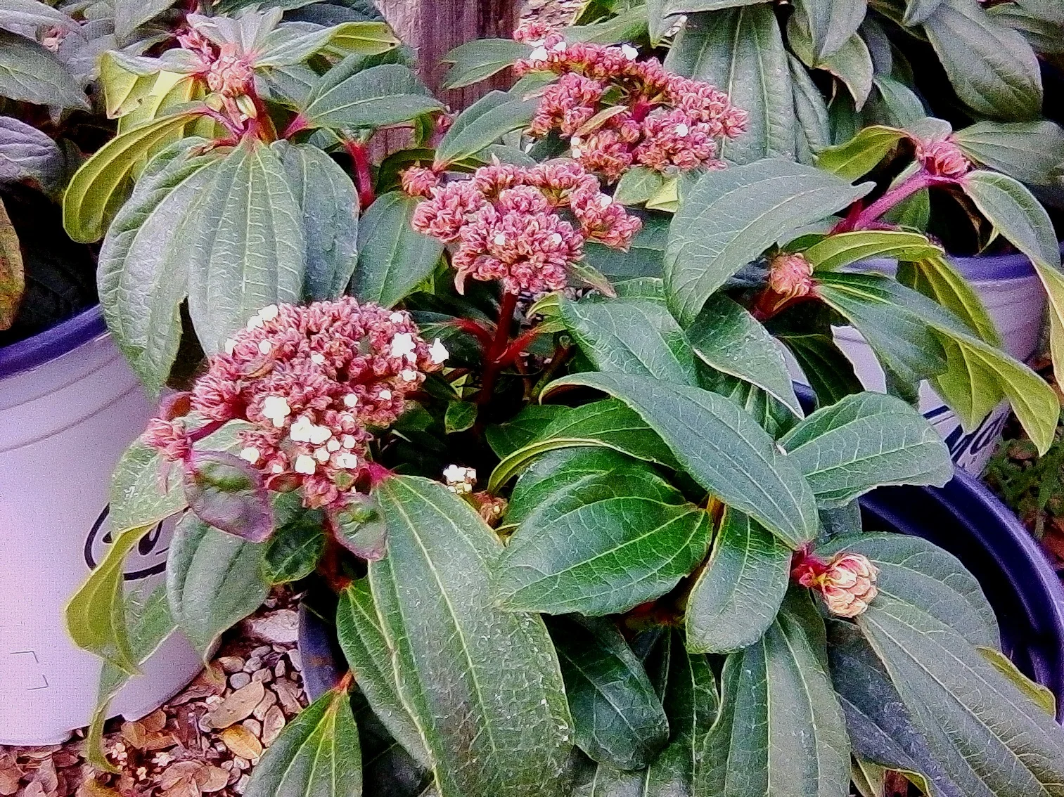 Viburnum davidii