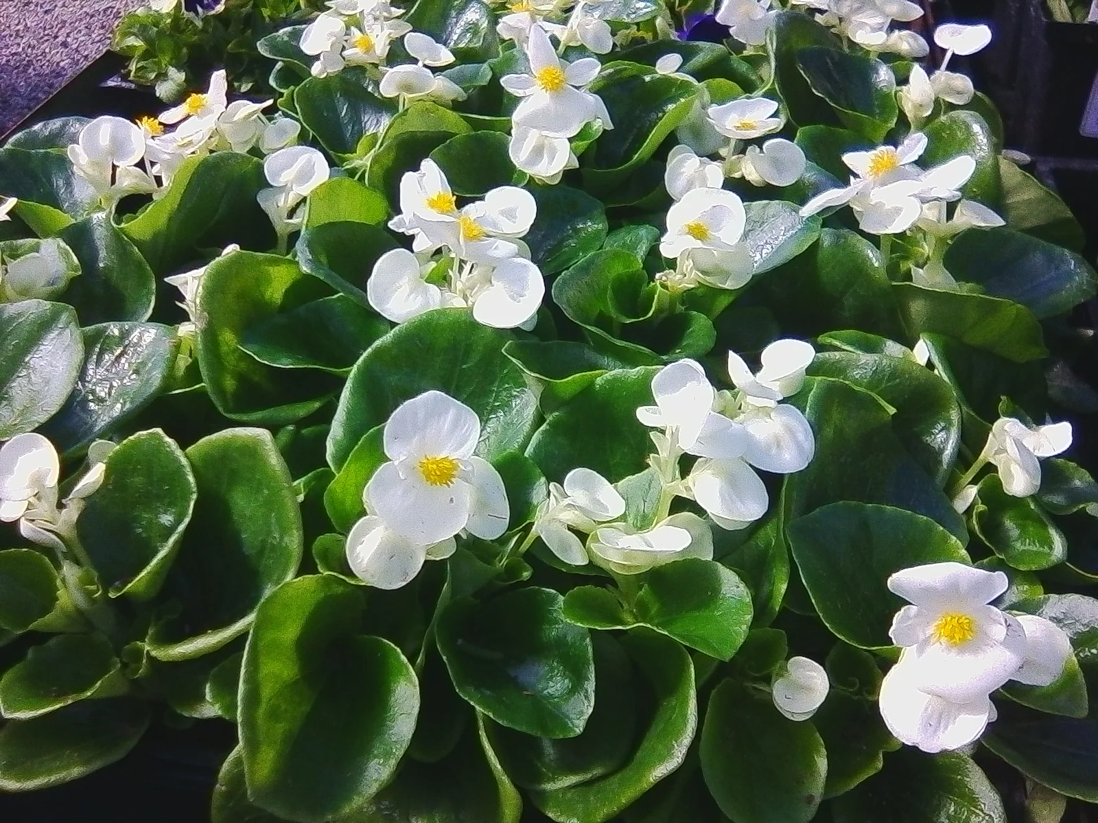 White Begonia