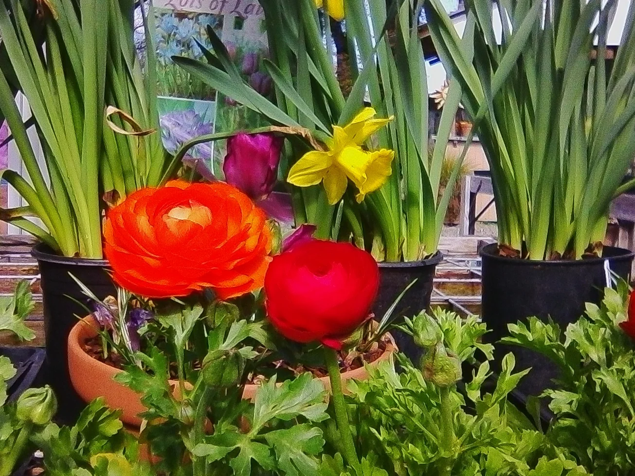 Ranunculus and Narcissus