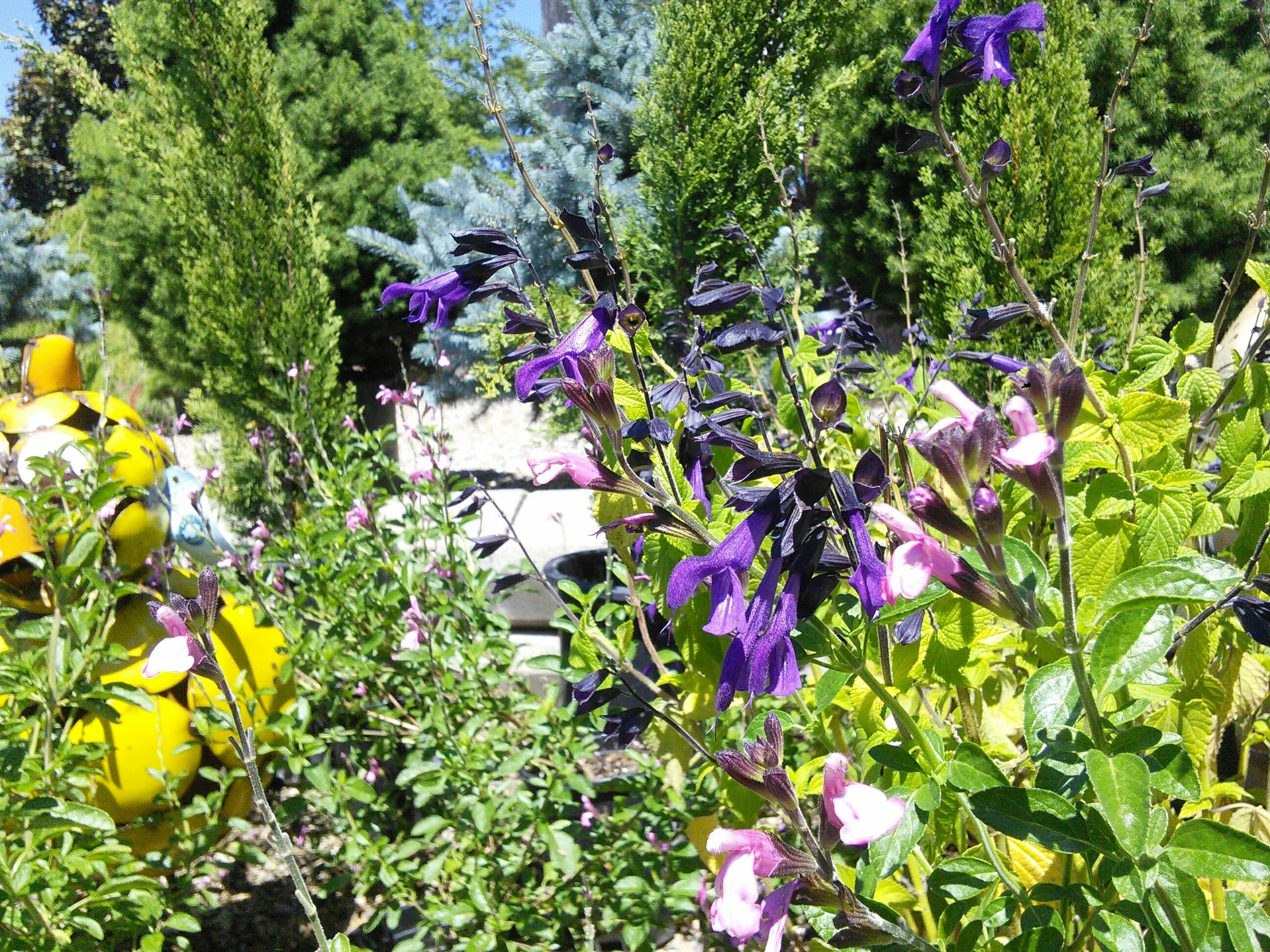 Salvia ‘Shadow Dancer’ and Salvia ‘Amistad’