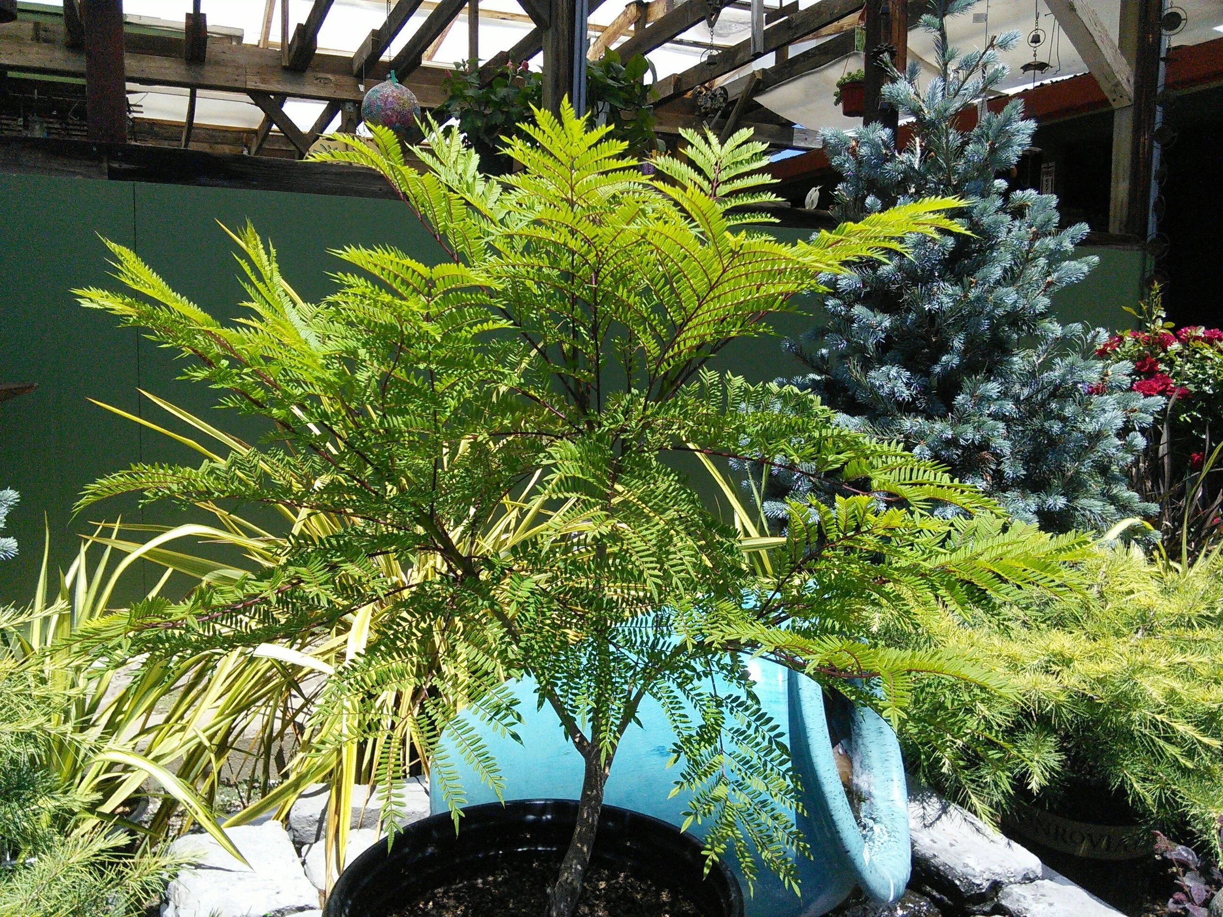 Jacaranda ‘Bonsai Blue’