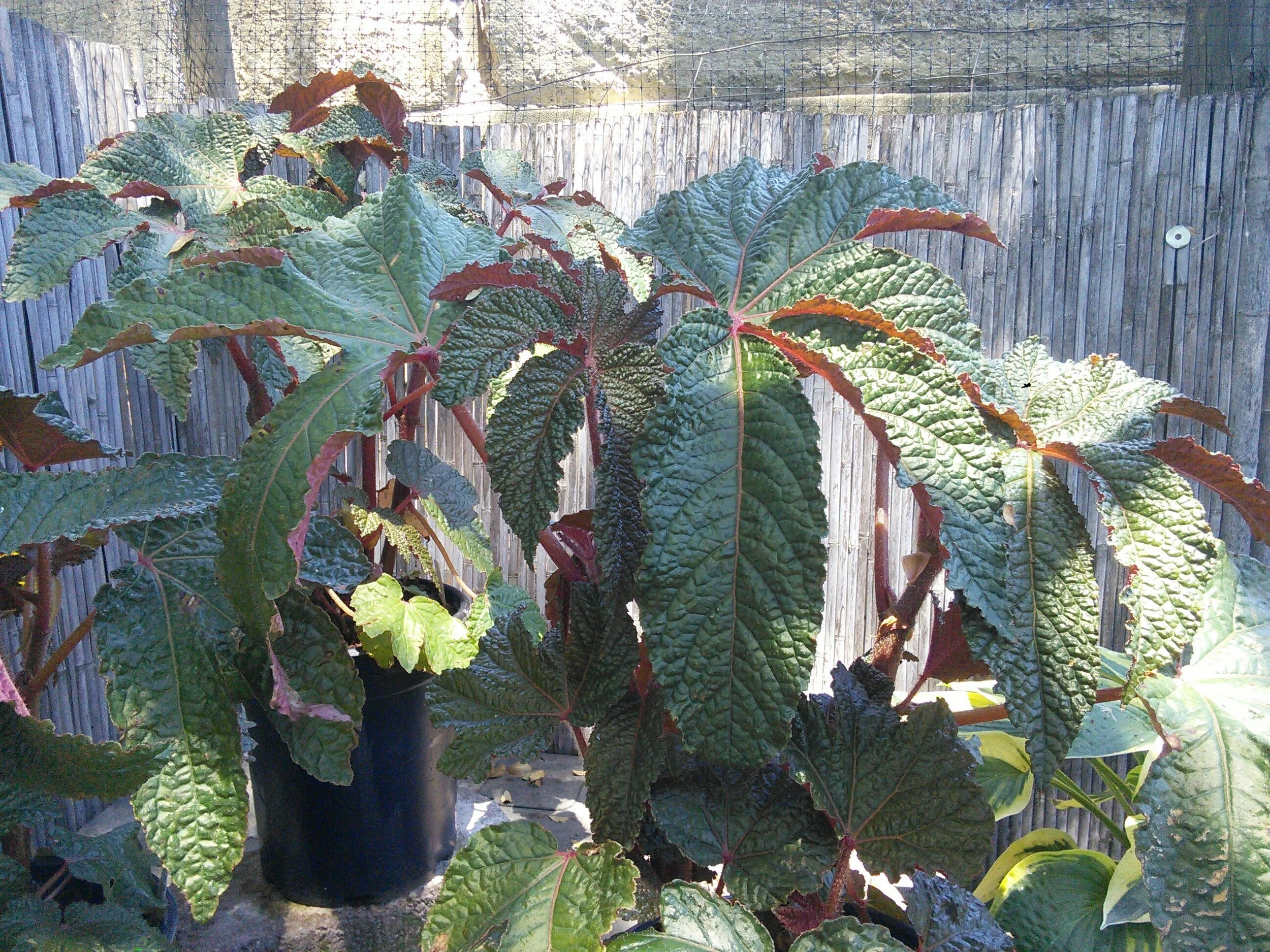 Begonia hybrid ‘Paul Hernandez’ - That leaf is about 18” across!