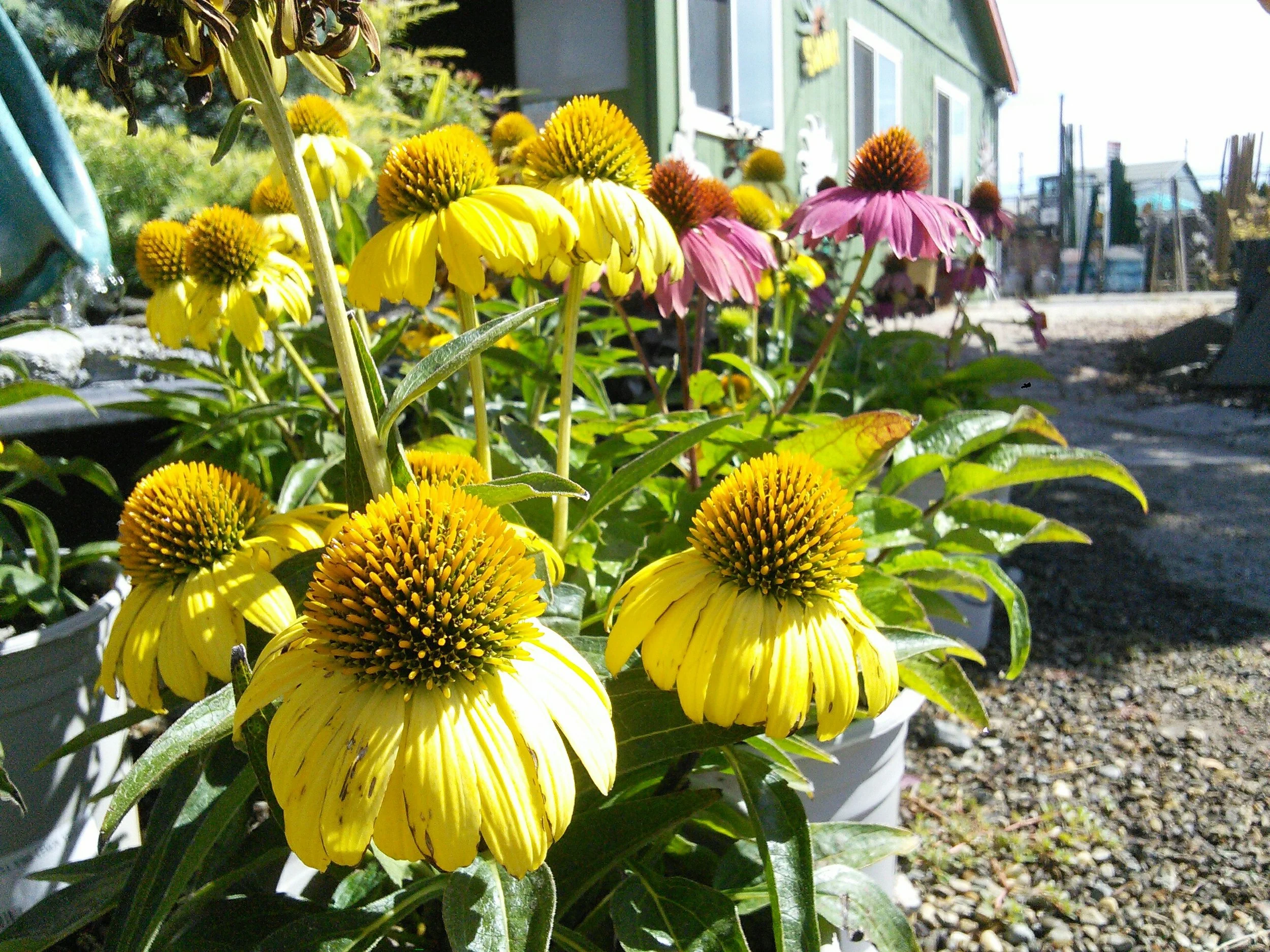 Echinacea ‘Sombrero Yellow’ and ‘Pow Wow Wild Berry’