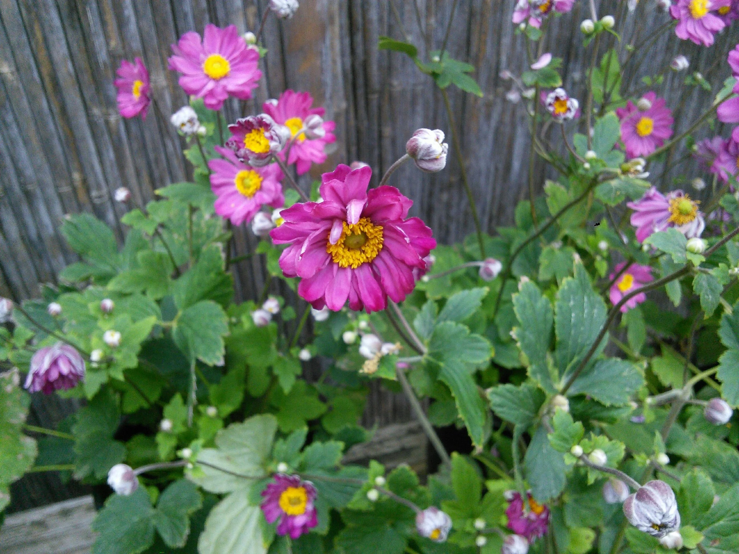 Anemone ‘Pamina’