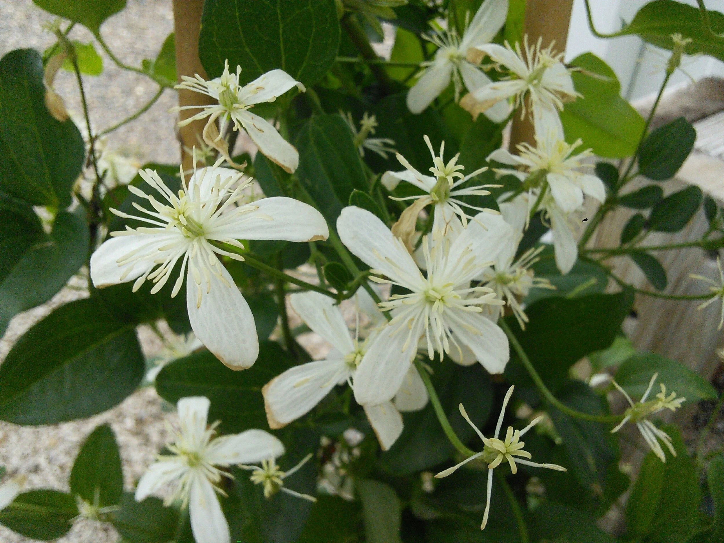 Clematis terniflora