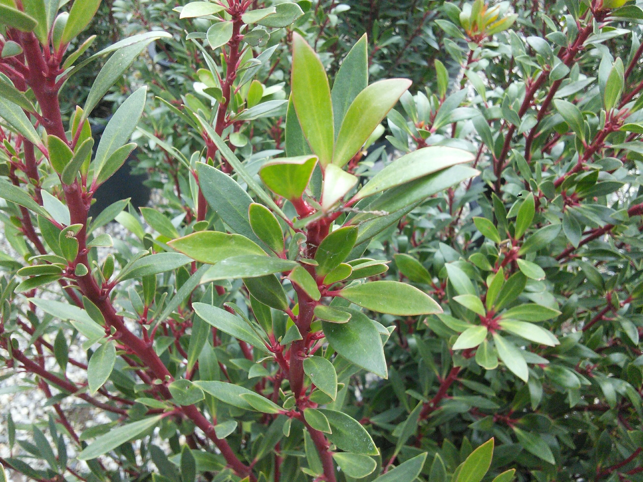 Drimys lanceolata