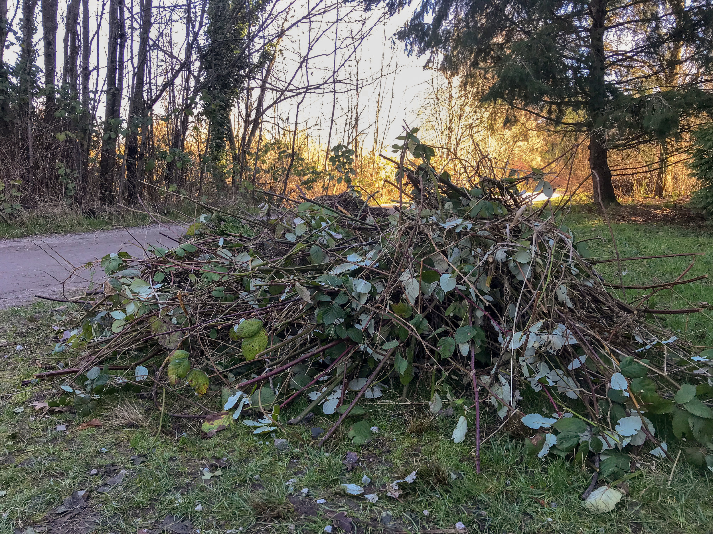 Brush piles