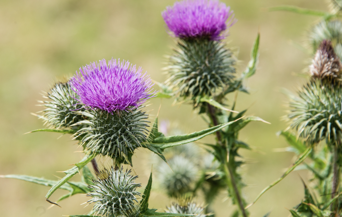 DISCOVER MILK THISTLE: YOUR LIVER, SKIN, AND AIC WILL THANK YOU!