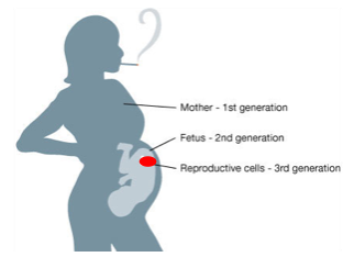 An exposure to a pregnant woman can affect three generations: the mother, her fetus, and her fetus’s nascent germ cells.
