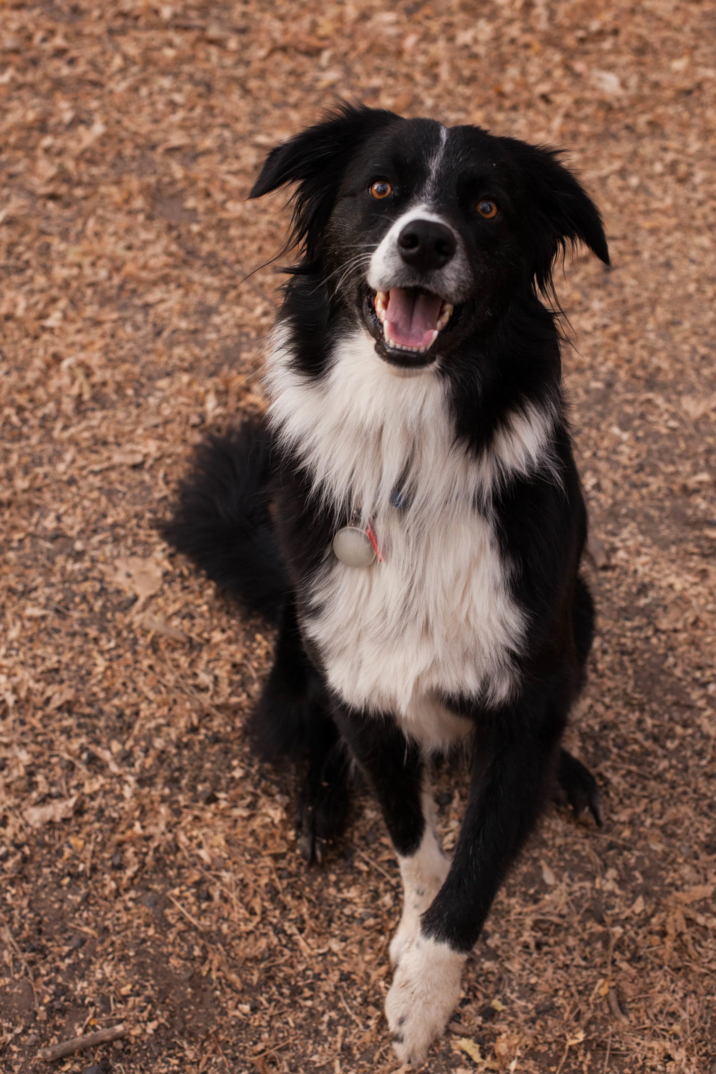 November 13, 2018zuke tannerpark-3.jpg