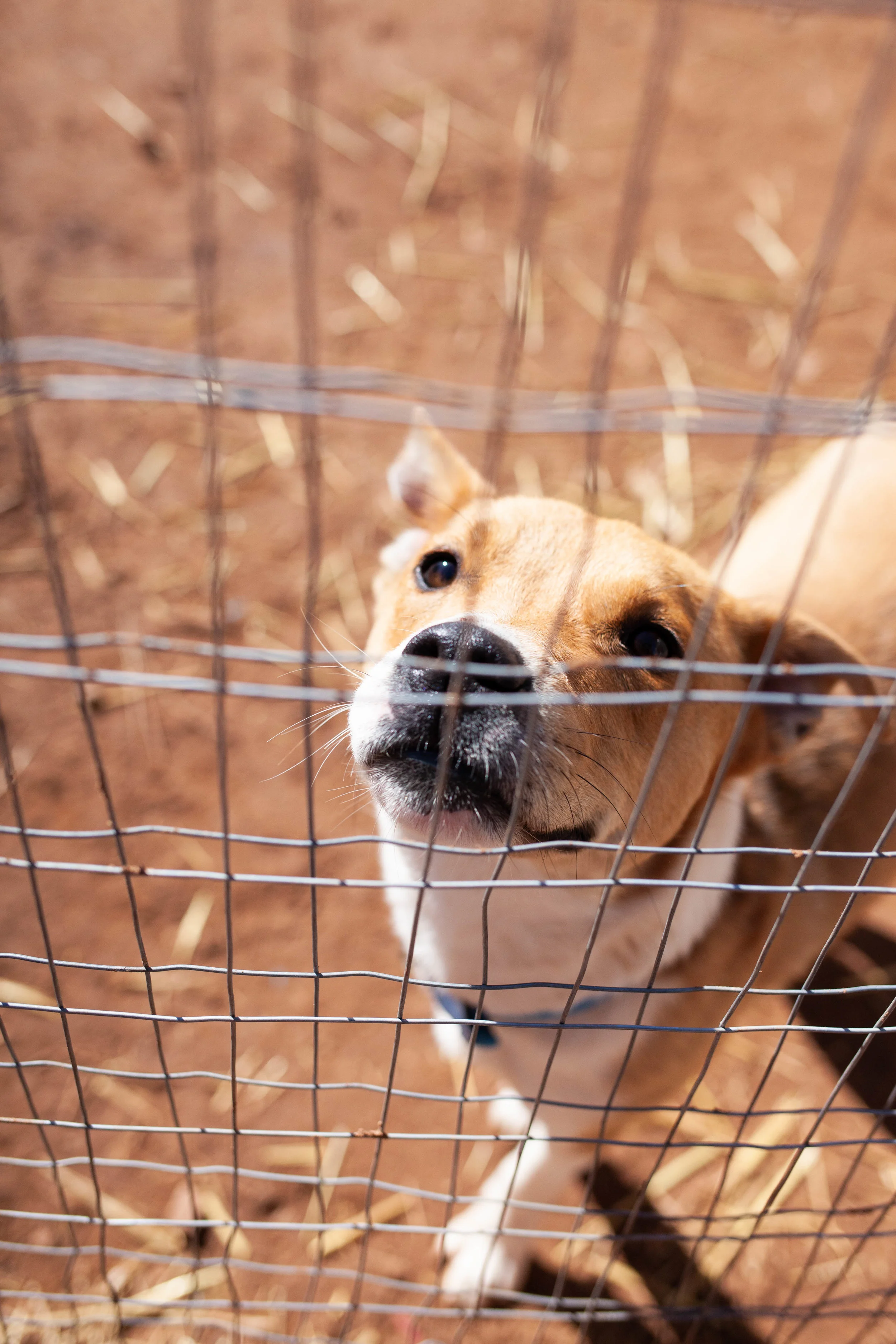 March 16, 2019earlyspringpups-21.jpg