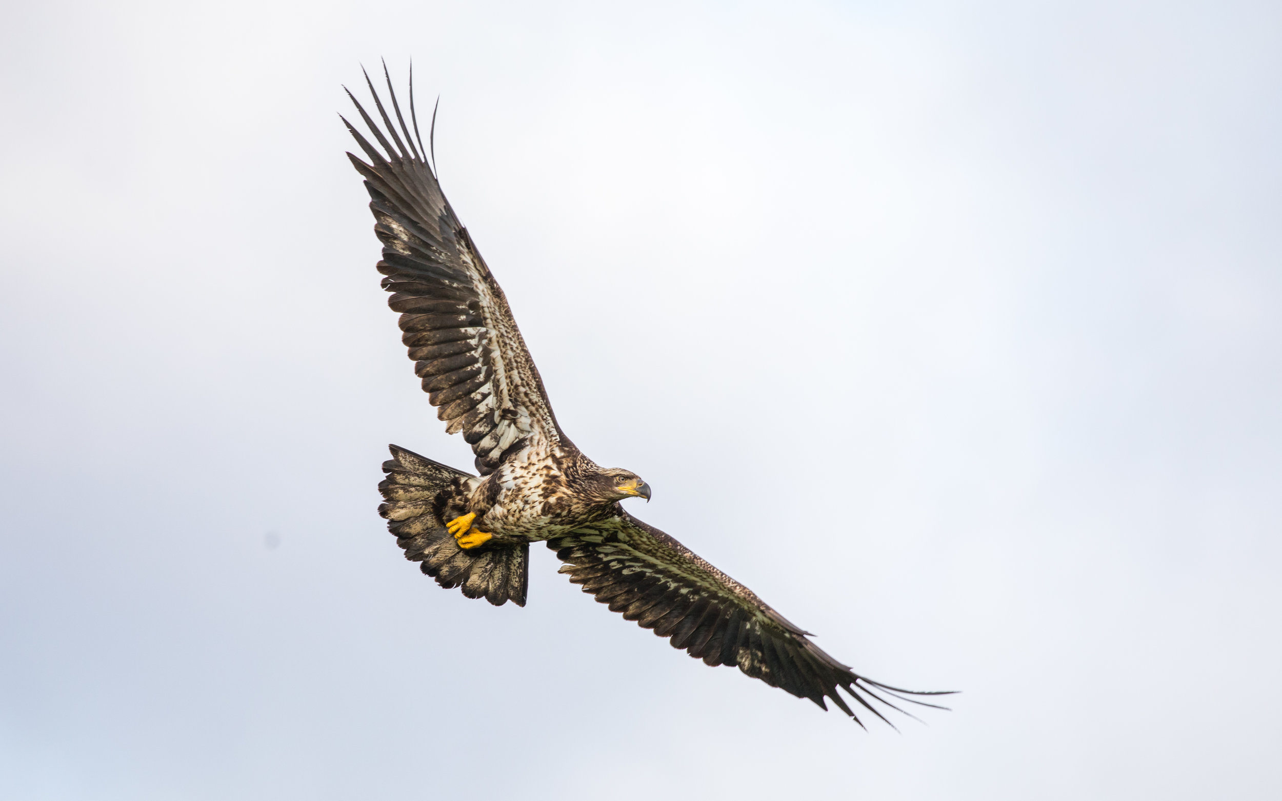 bald eagle - juvenile-2.jpg