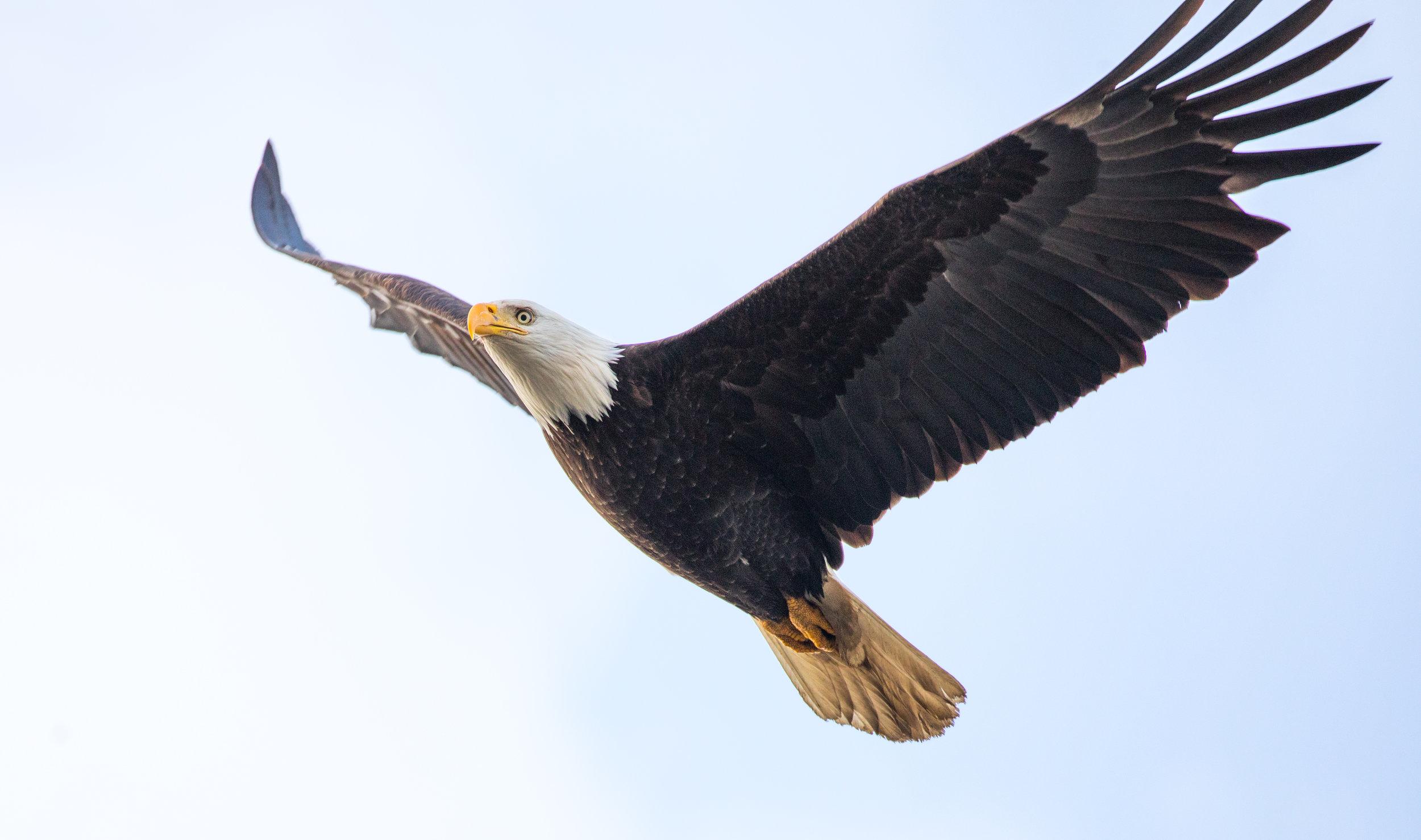 Bald Eagle Best.jpg