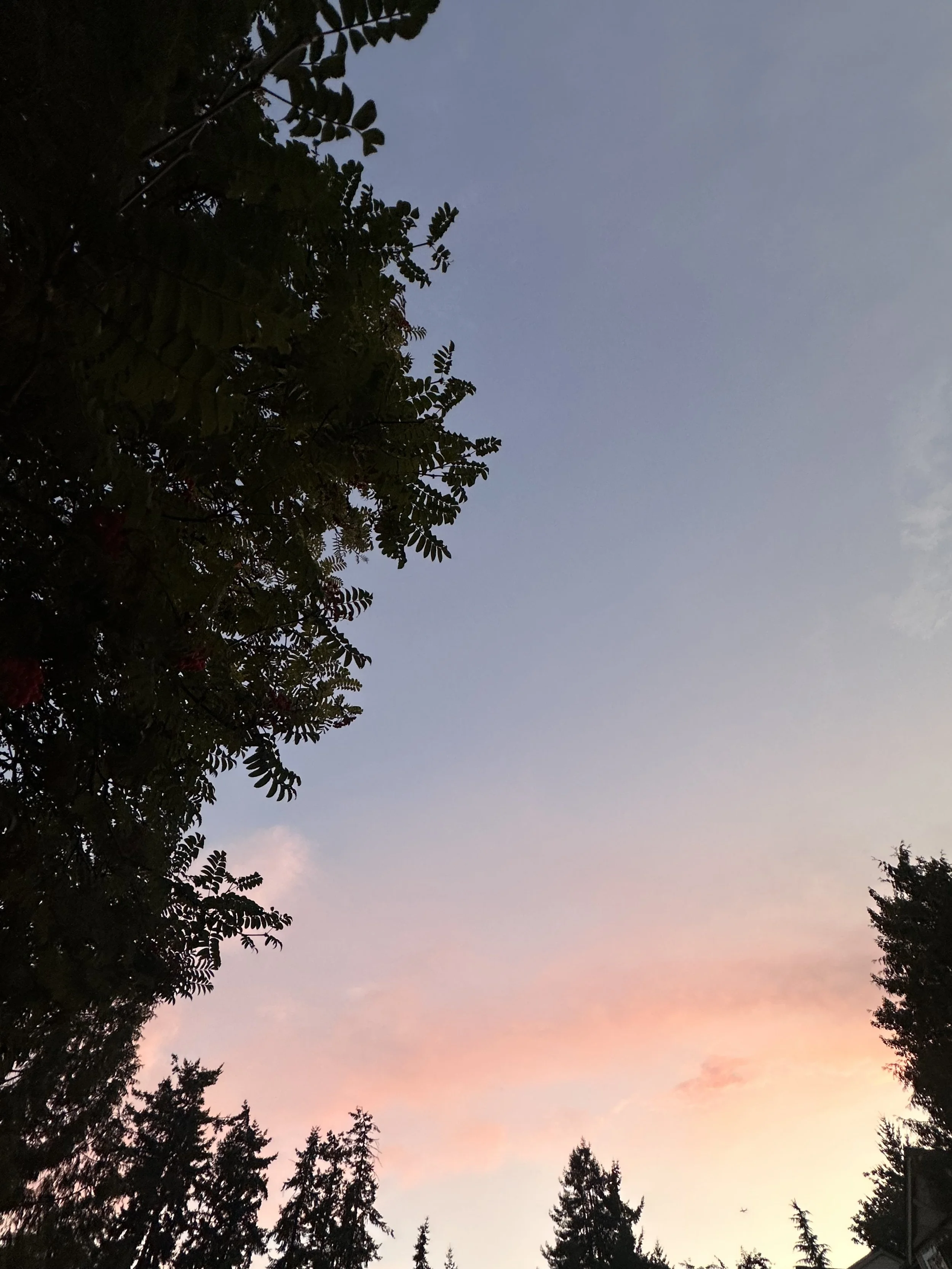 “I want to live… look for me everywhere.”