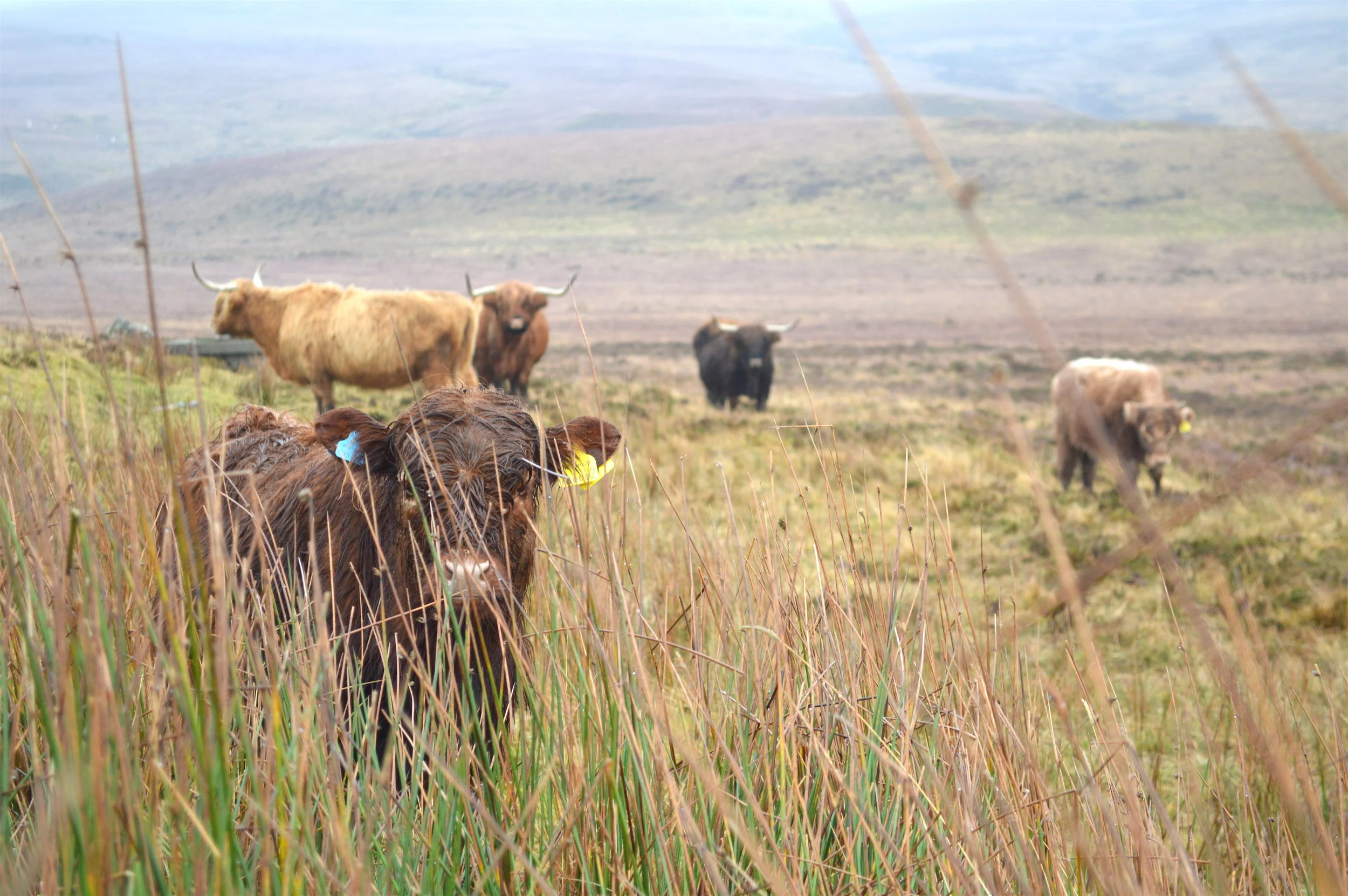 The Isle Of Sky - The Kinloch Lodge