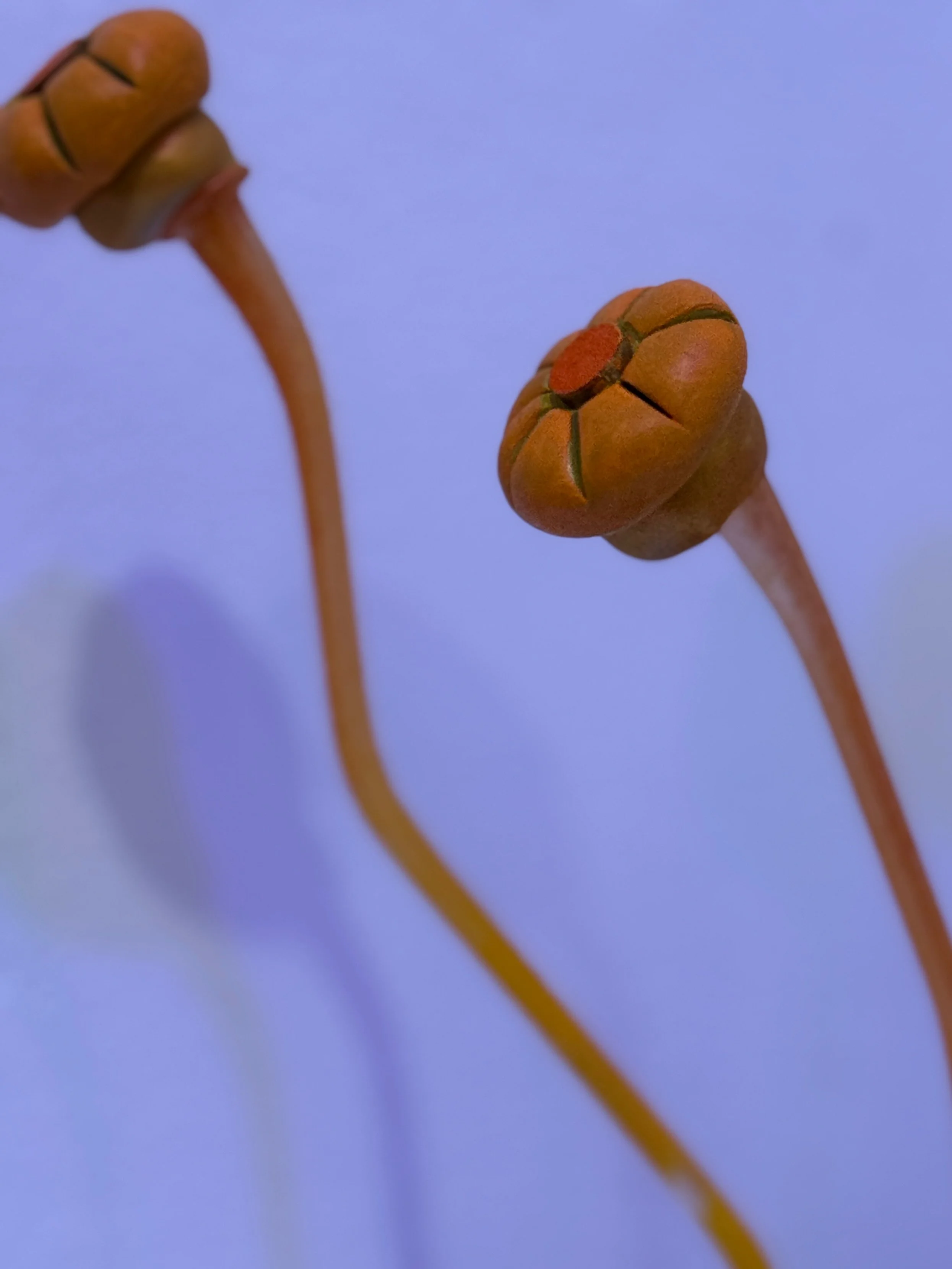 small sculpture, abstract plant art, lichen sculpture, flower sculpture, cobalt blue and orange sculpture, reclaimed materials, whimsical art