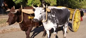 Yoke with cattle.jpg