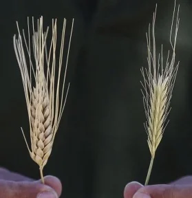 Wheat and Tares.jpg
