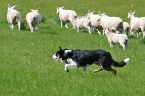 Sheep herding dog.jpg