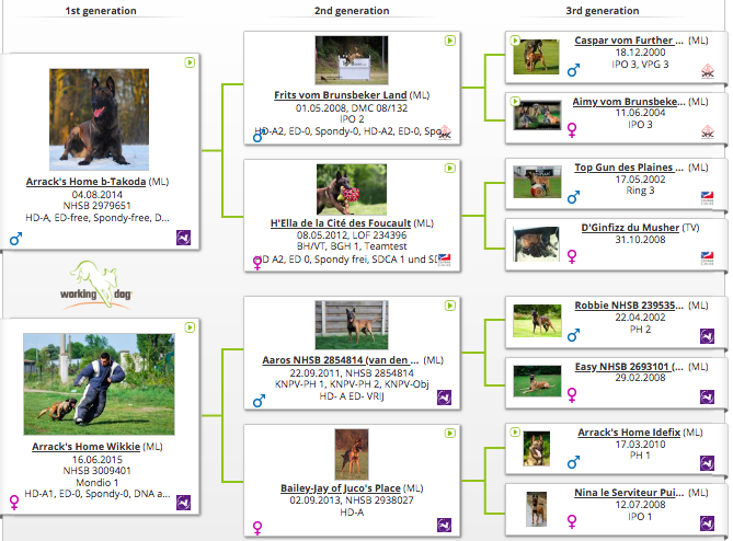 Petra's Pedigree.png