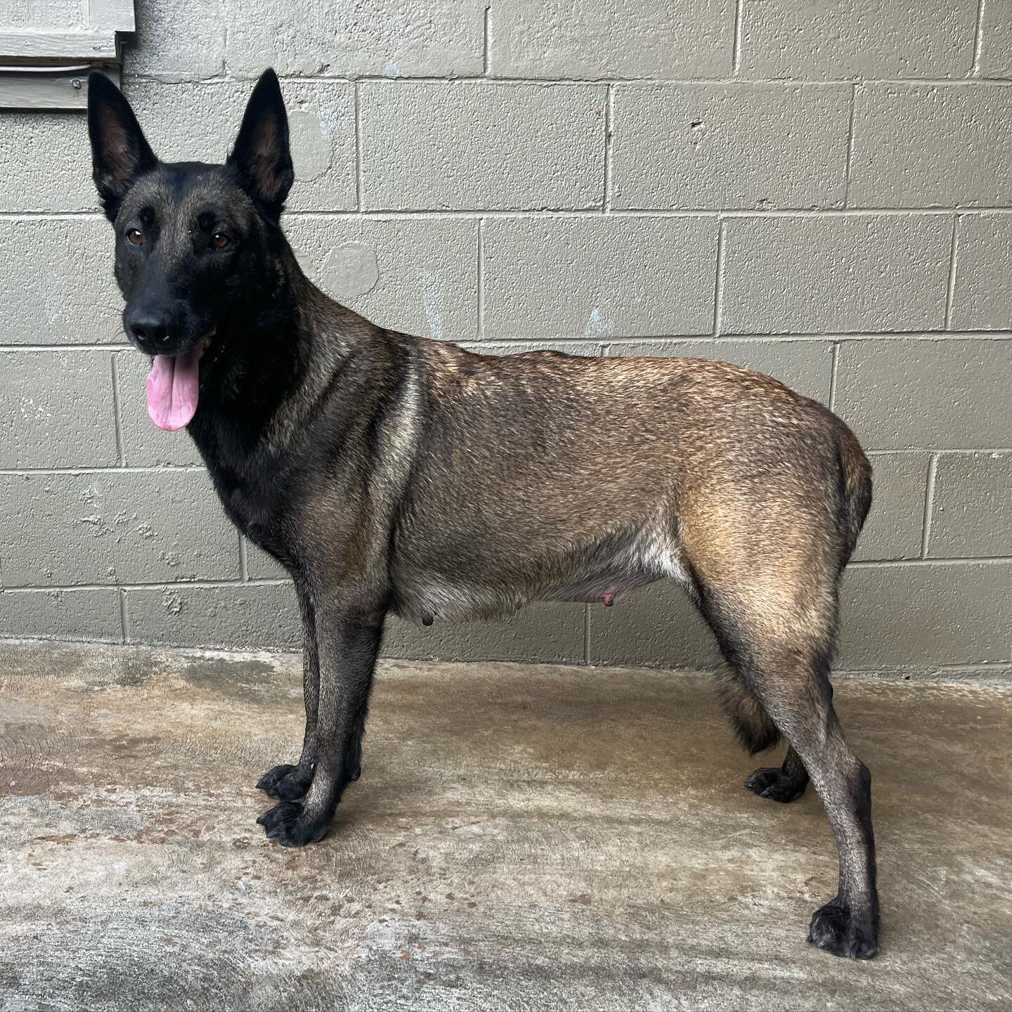 Somebody&rsquo;s having cravings for Puppy food and getting a little fatter. 
Arracks Home Z-Arrack 
  X
Defend Kennels Tessa 

This litter will be HOT! 

@arracks_home 
@malinois_femke 
#hawaiimalinois #bigislanddogs #hilodog #konadog #malinoishawai