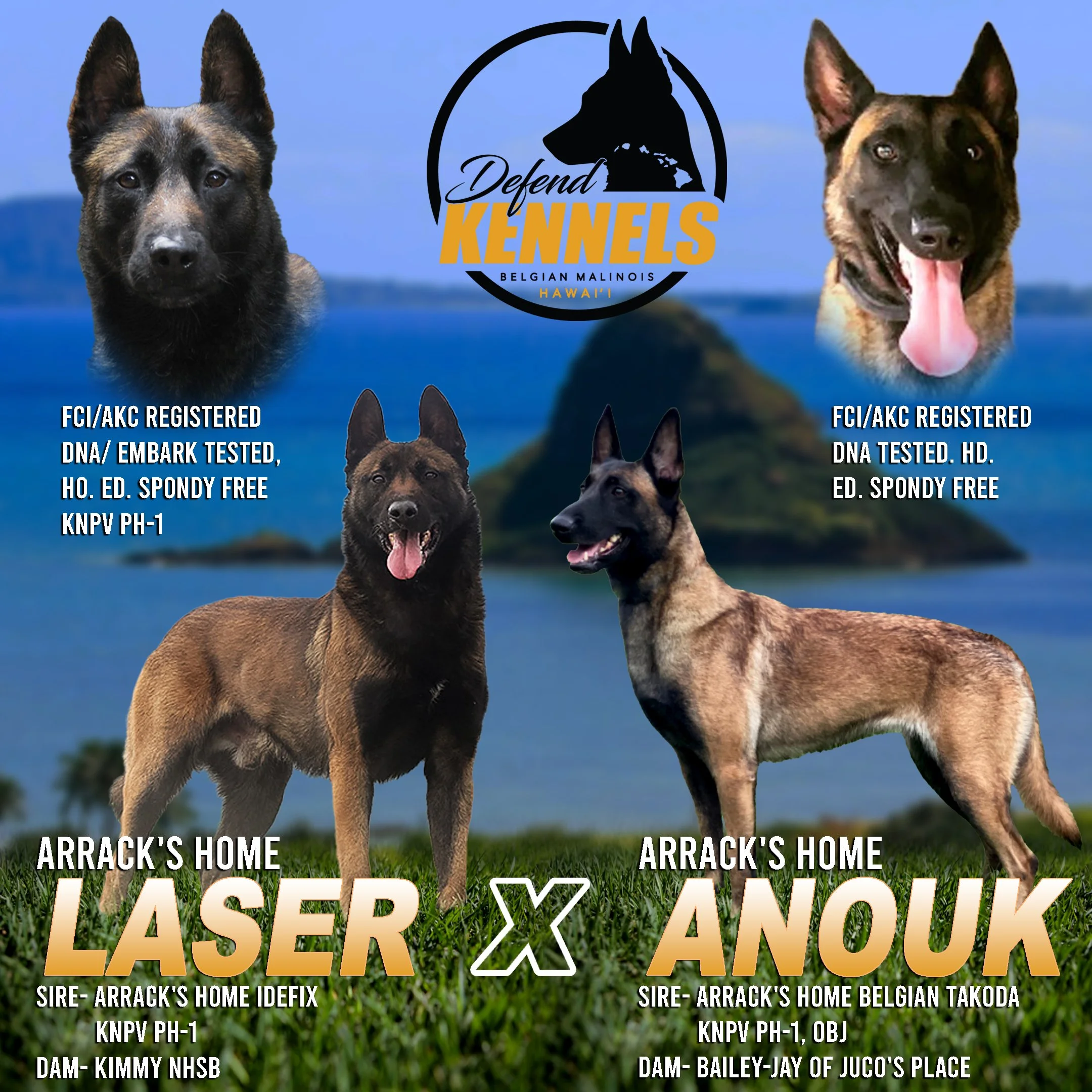 Belgian Malinois German Shepherd Sheepdog Belgian Shepherd