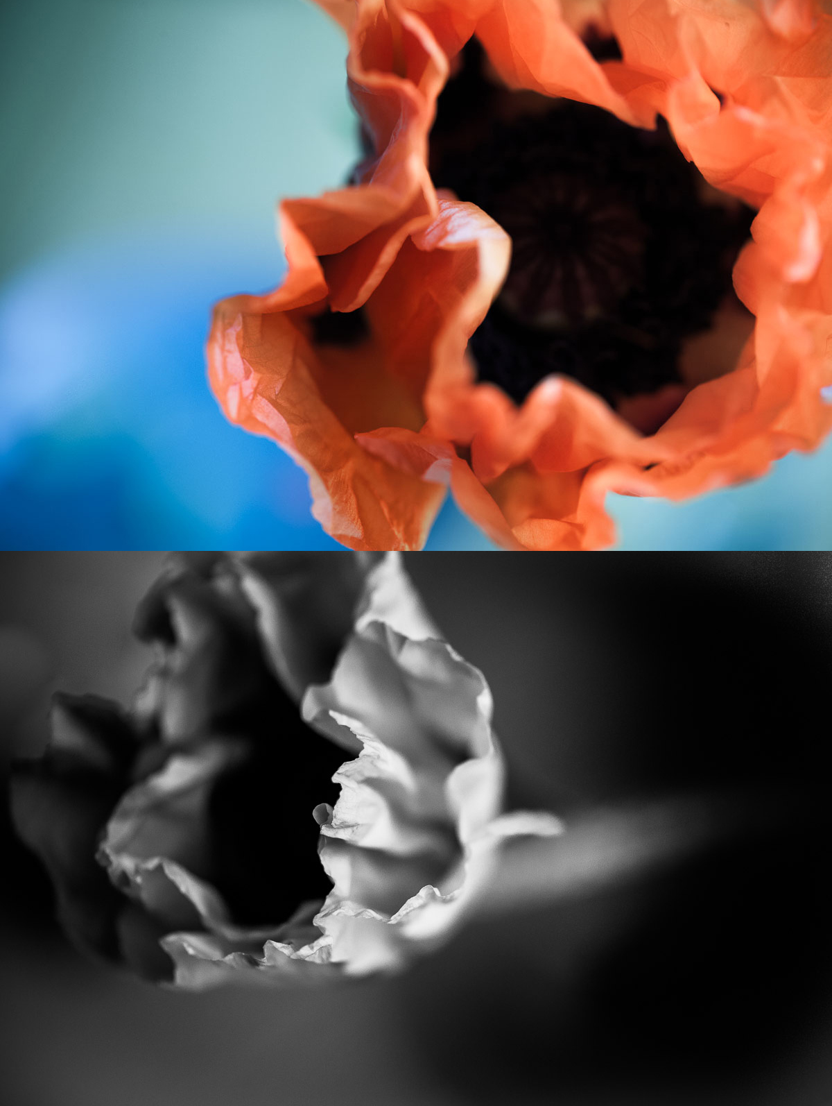 abstract-flowers.jpg