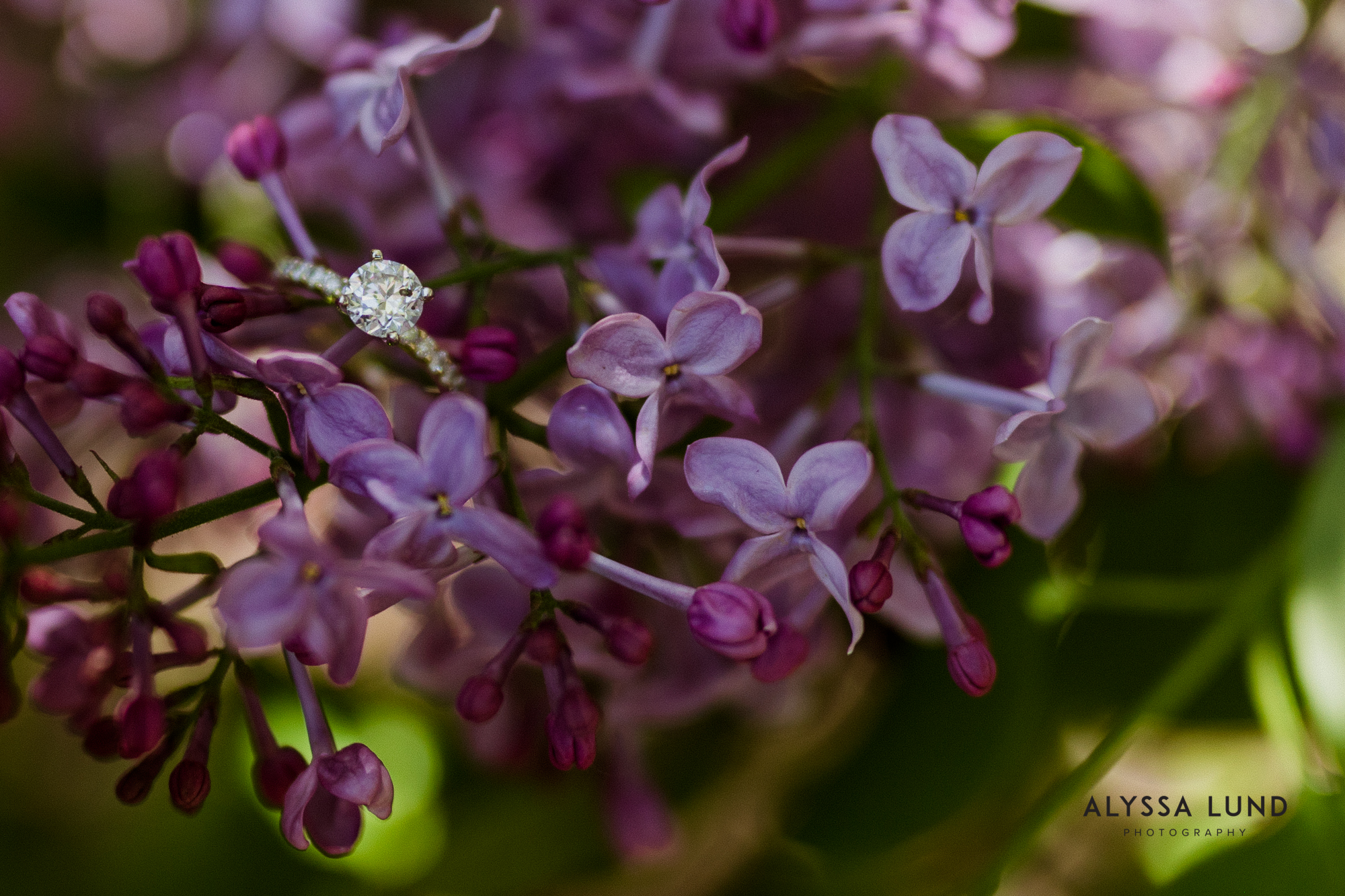 Spring engagement photography MN Arboretum-2.jpg