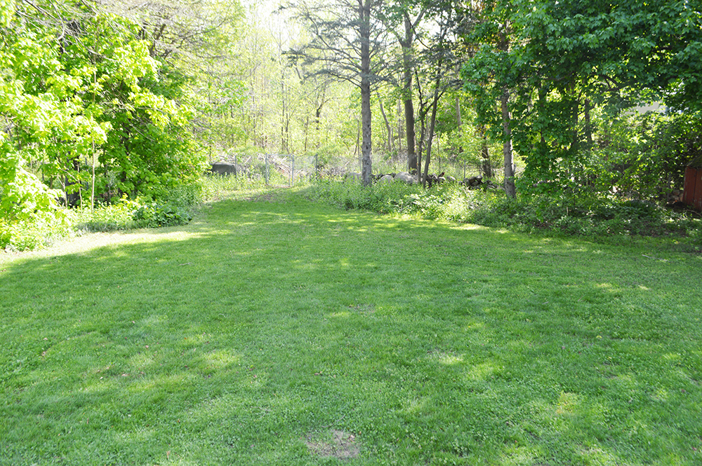 back yard open.jpg