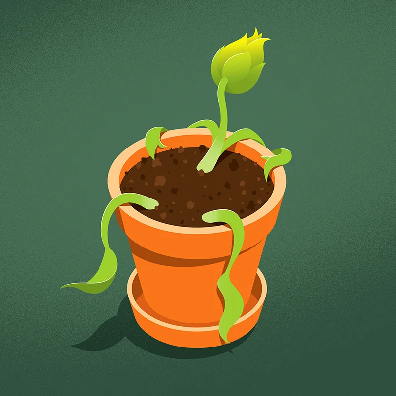 plant and pot 800.jpg