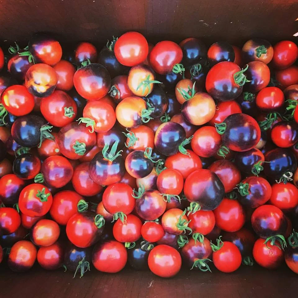 Tomatoes.jpg