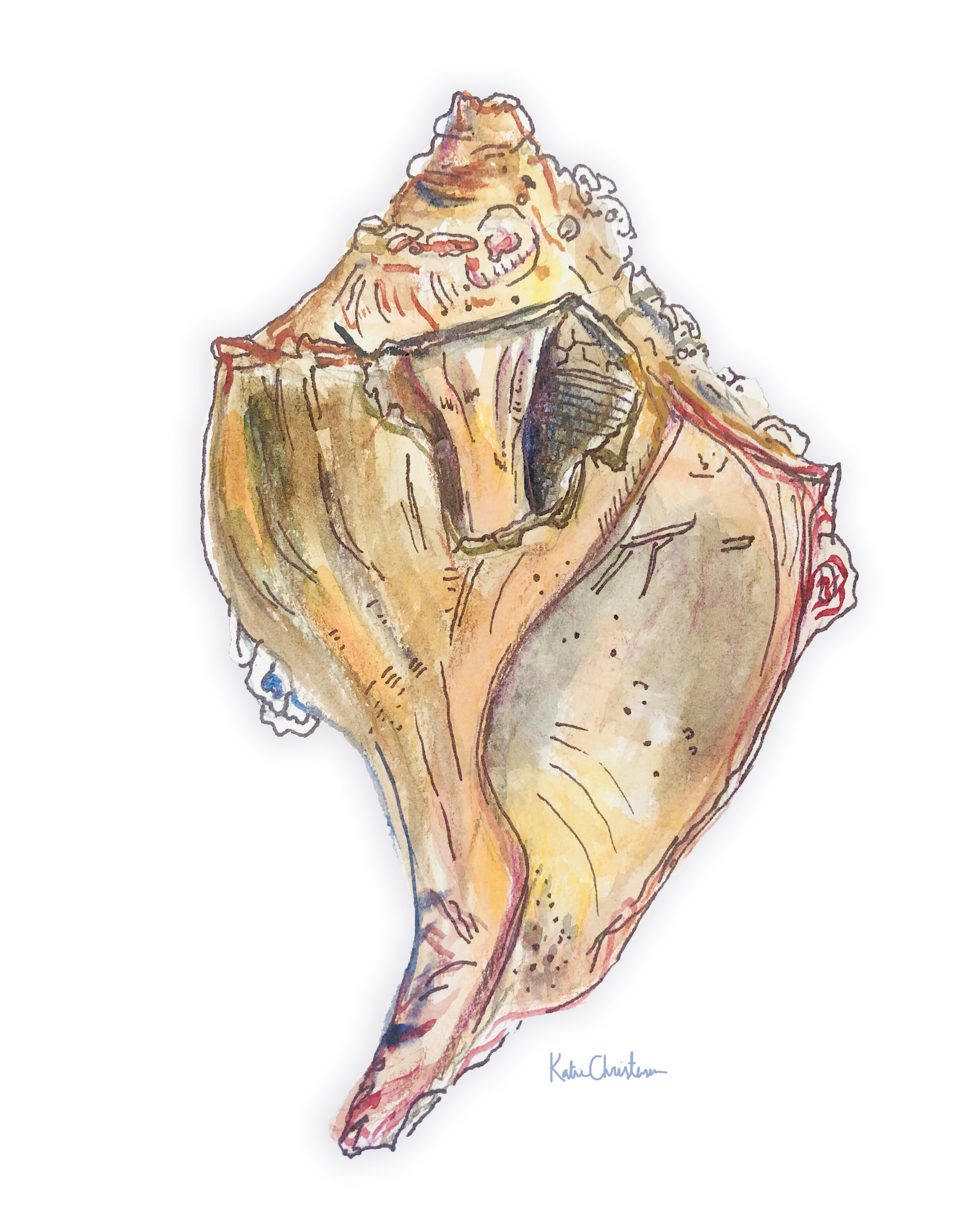 Conch Shell Final stark white.jpg