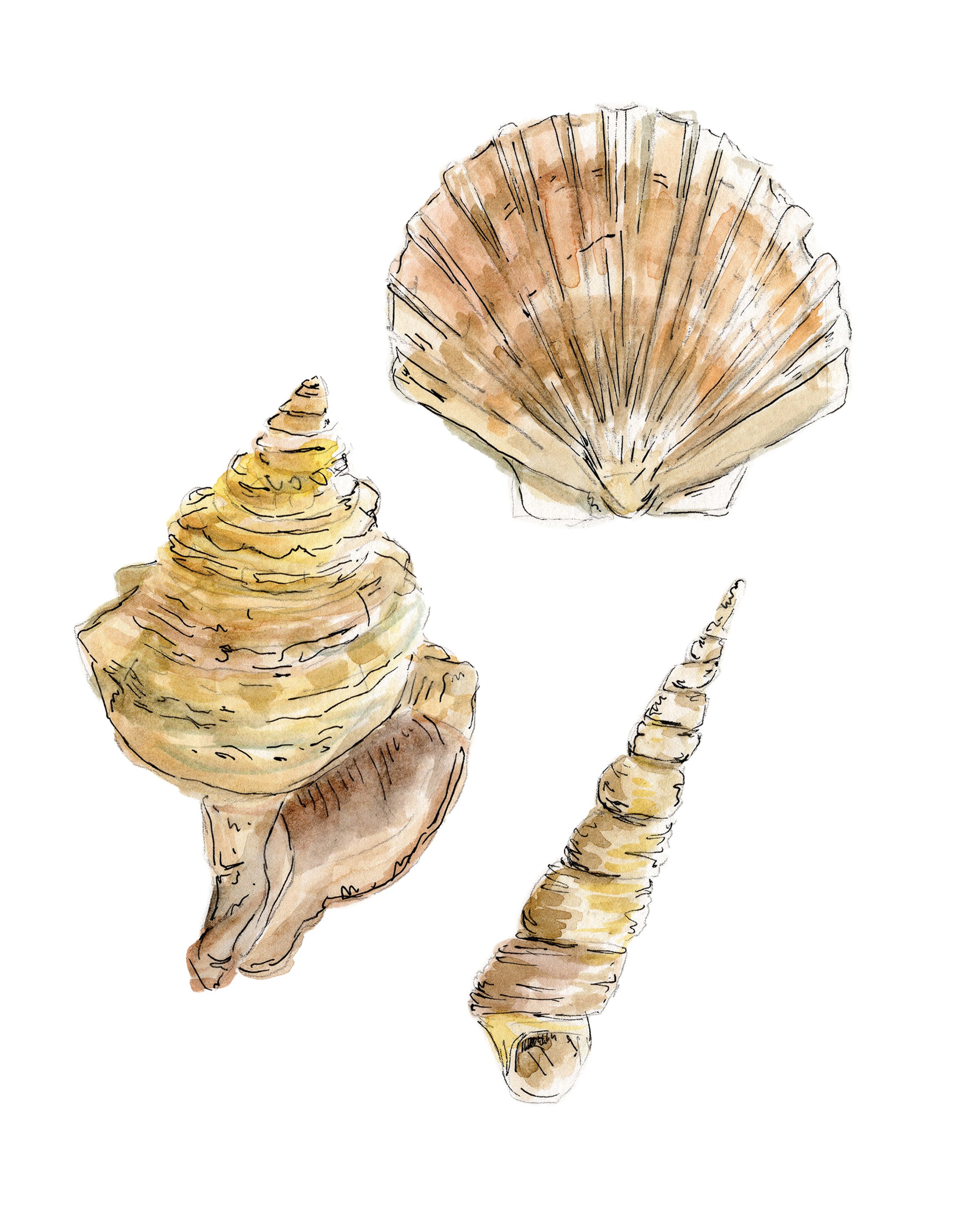 Three Shells Vertical.jpg