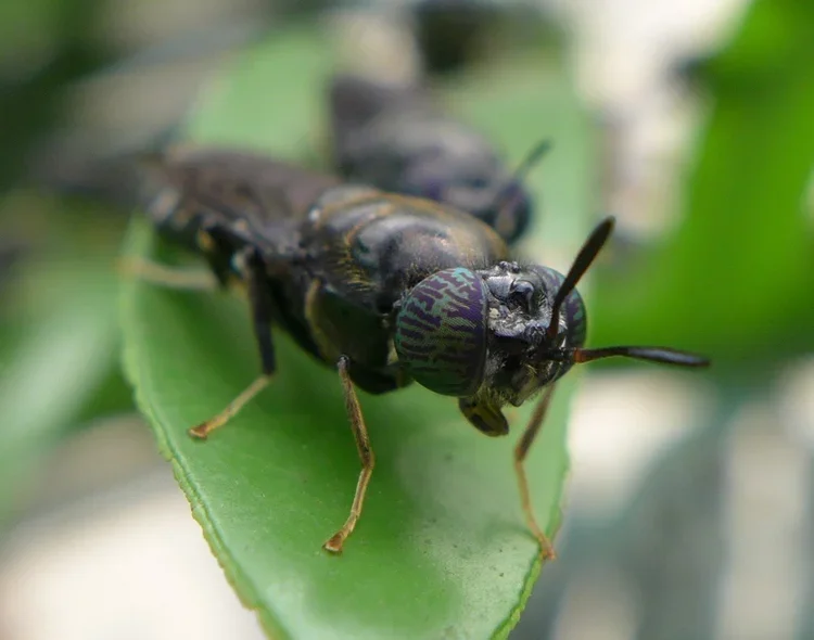 Close up image of a Black Soldier Fly on a leaf
