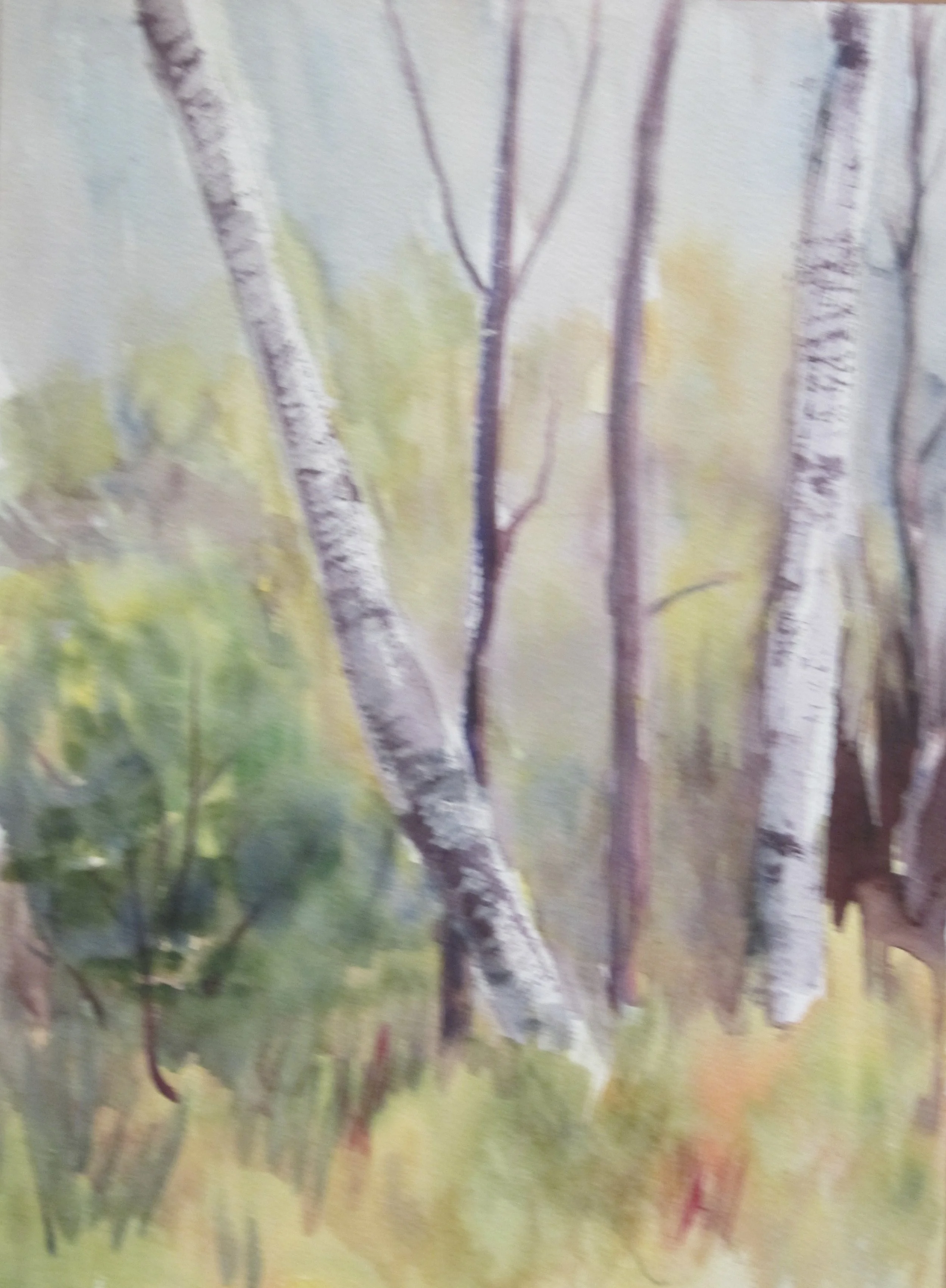 Spring Birch