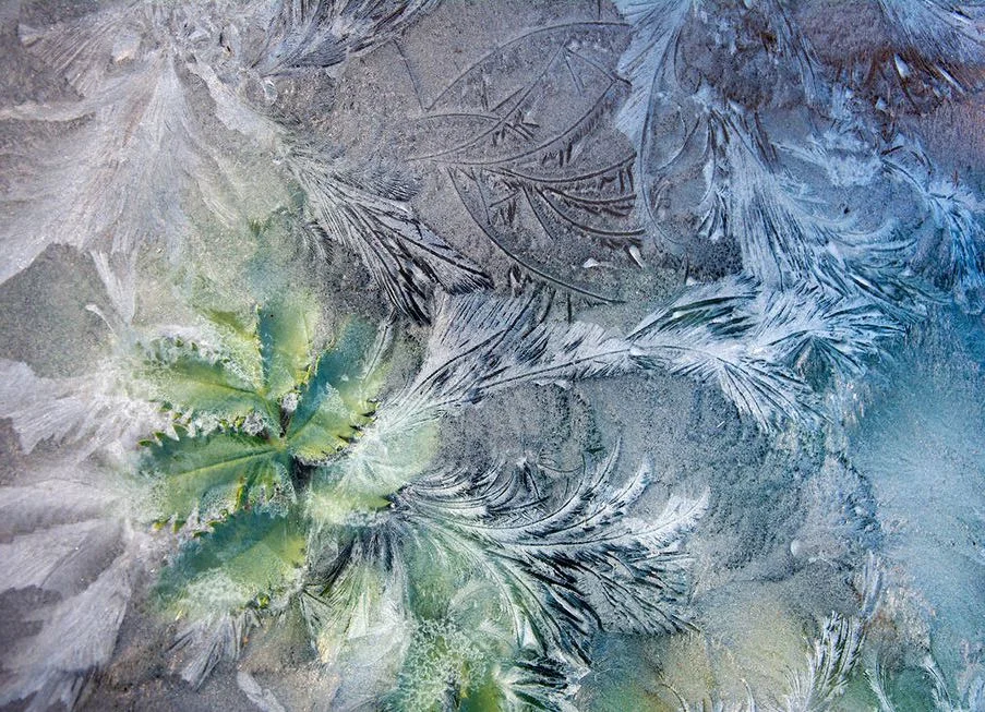 'Through Icy Glass' (Photo:&nbsp;Carol Casselden/IGPOTY)