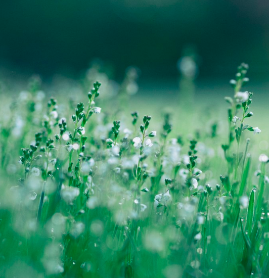 How to Survive Allergy Season Using All-Natural Methods
