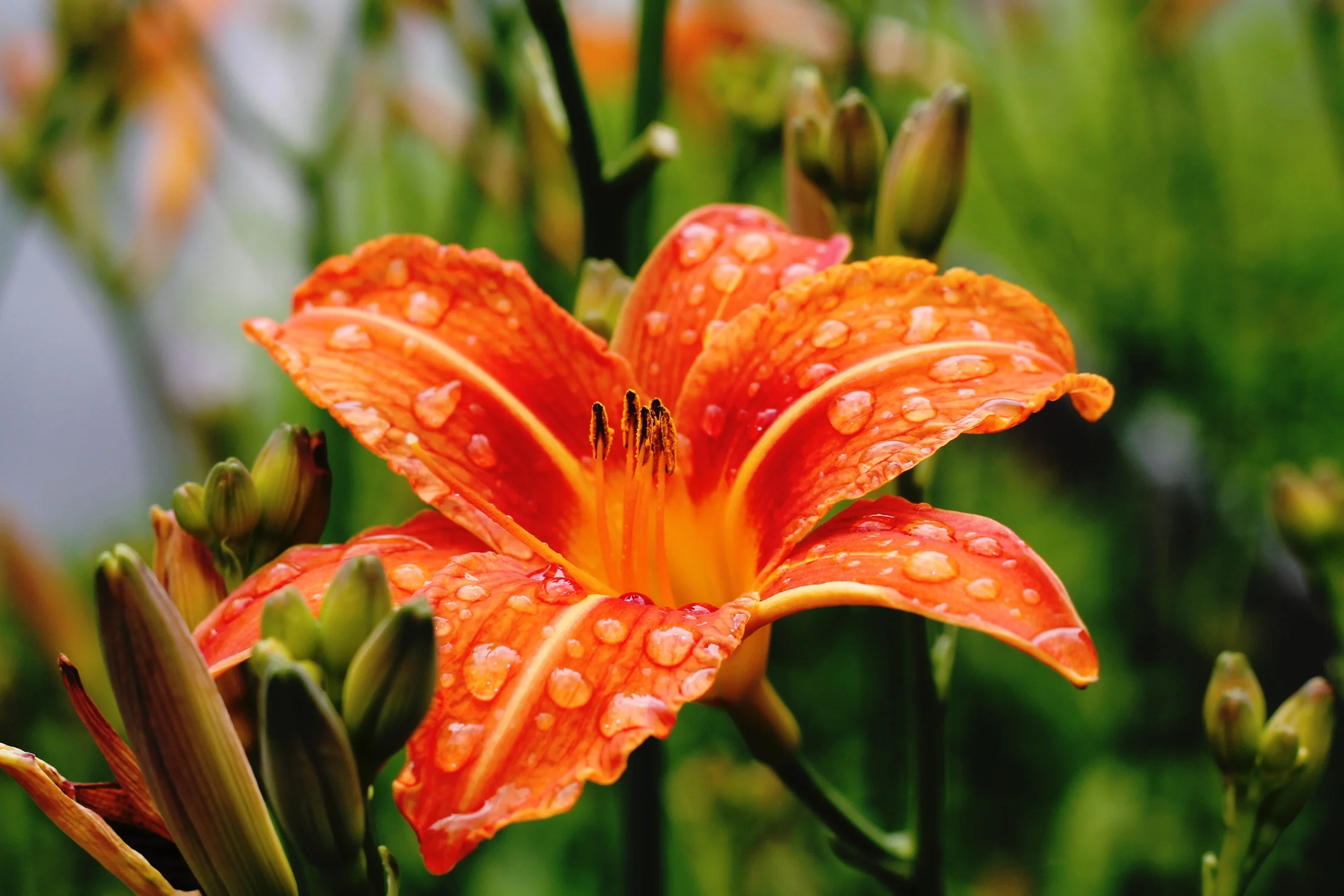 Photo by Camilla Bundgaard on Unsplash