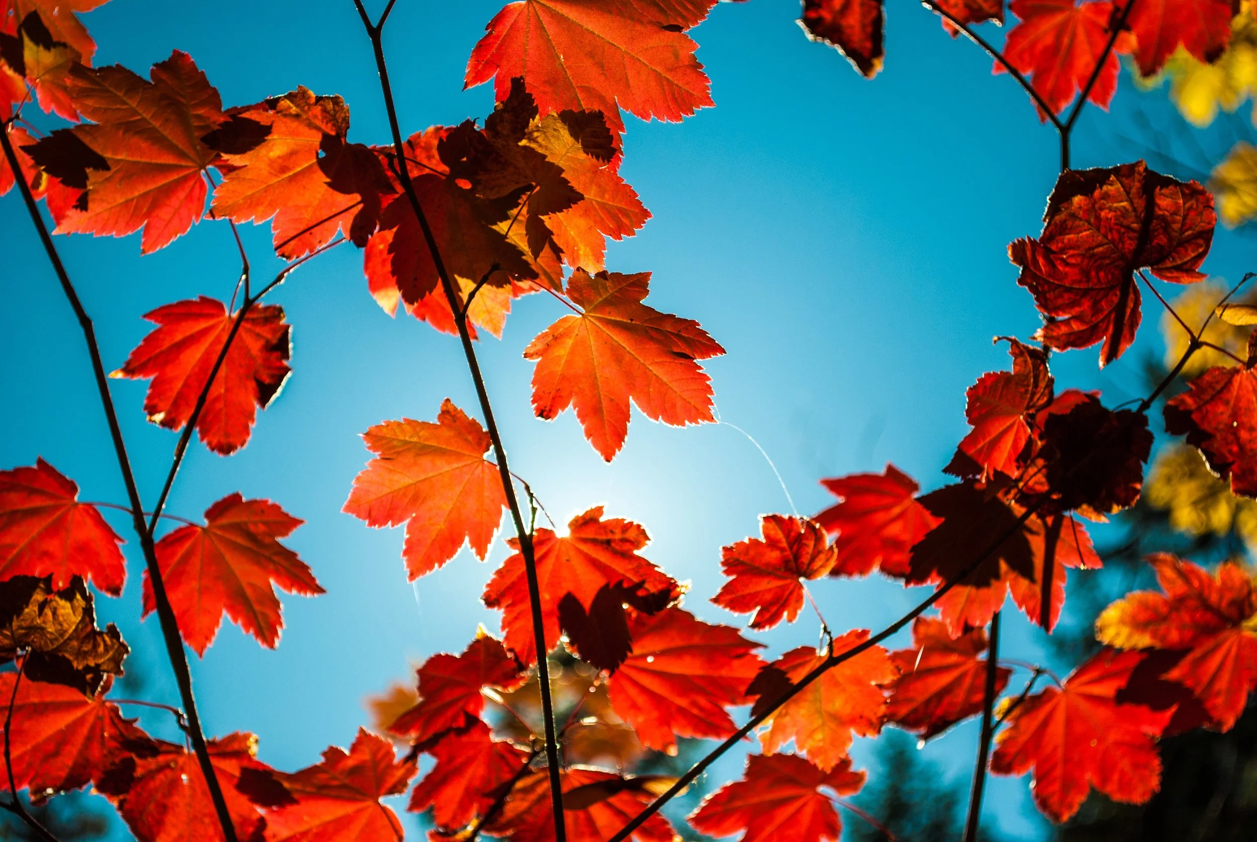 Photo by Justin Cron on Unsplash