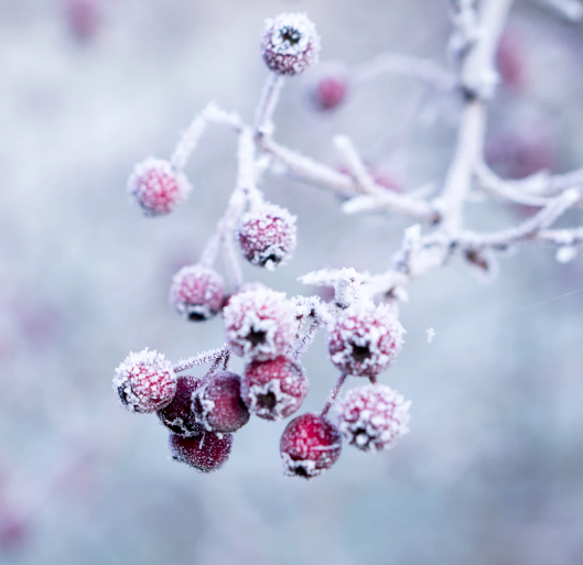 Best Links of the Week: December 22, 2018