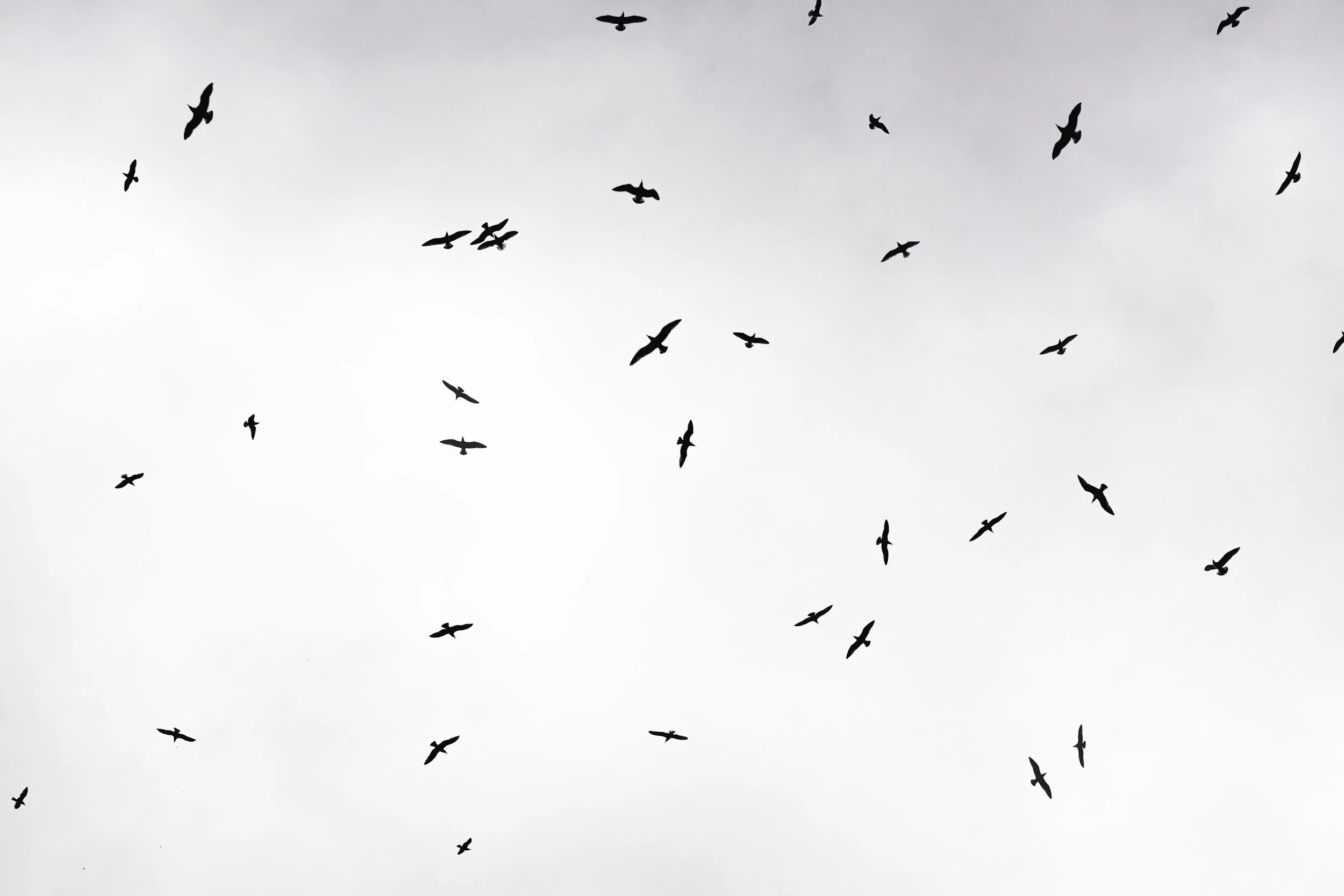 Photo by Cristina Gottardi on Unsplash