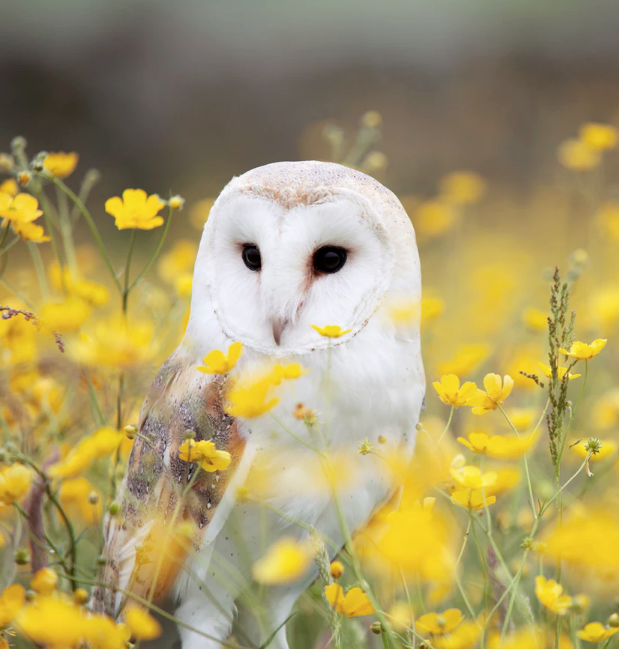 Best Links of the Week: March 9, 2019